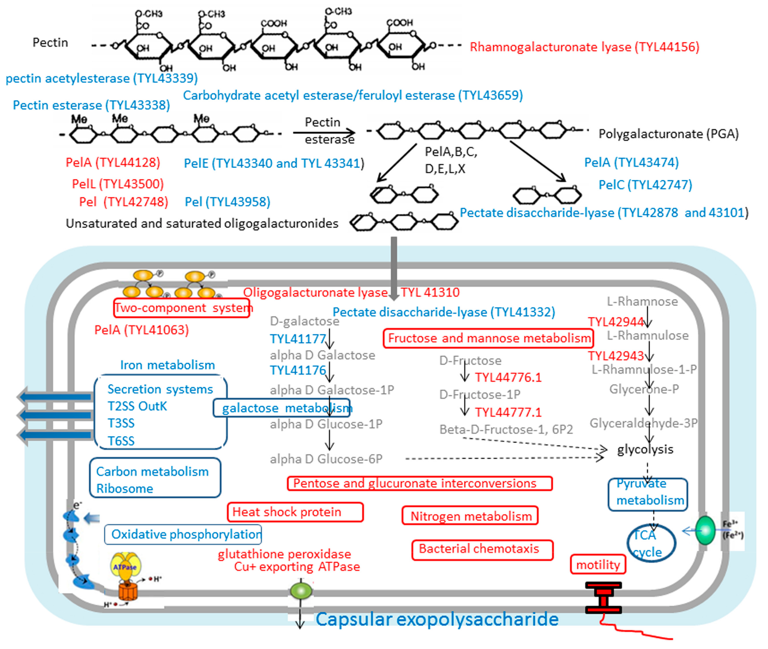 Biomolecules 09 00753 g003 Biomolecules 09 00753 g003