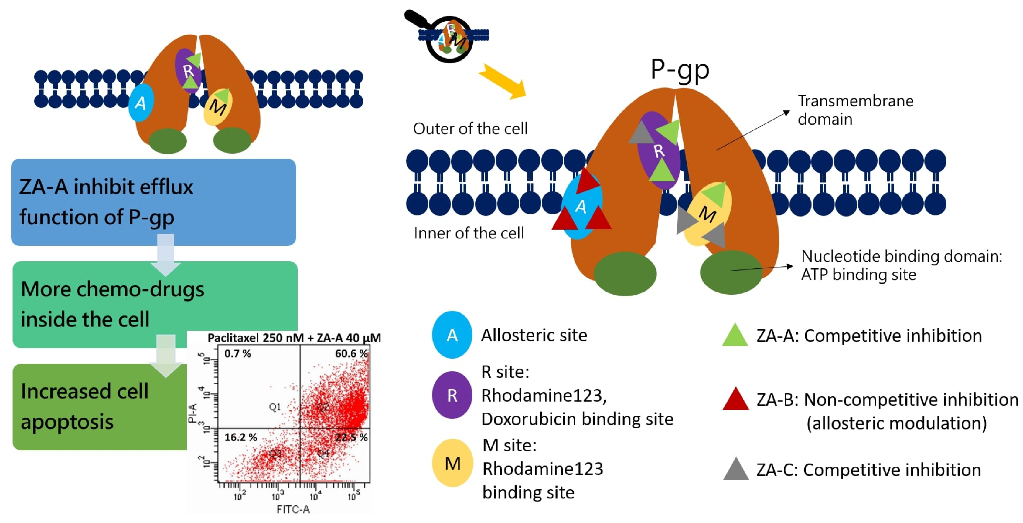Biomolecules 09 00759 g005
