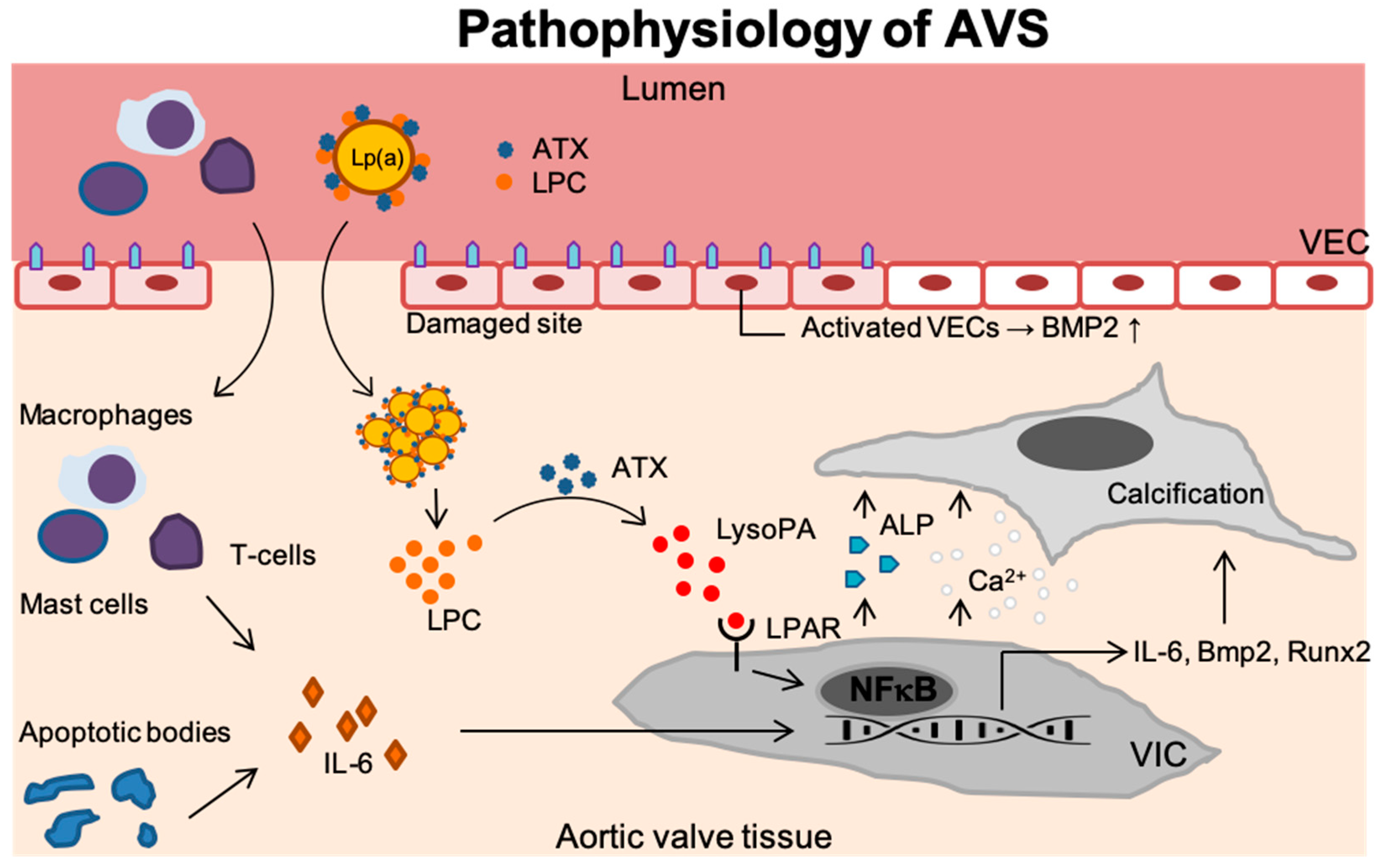 Biomolecules 09 00760 g001 Biomolecules 09 00760 g001
