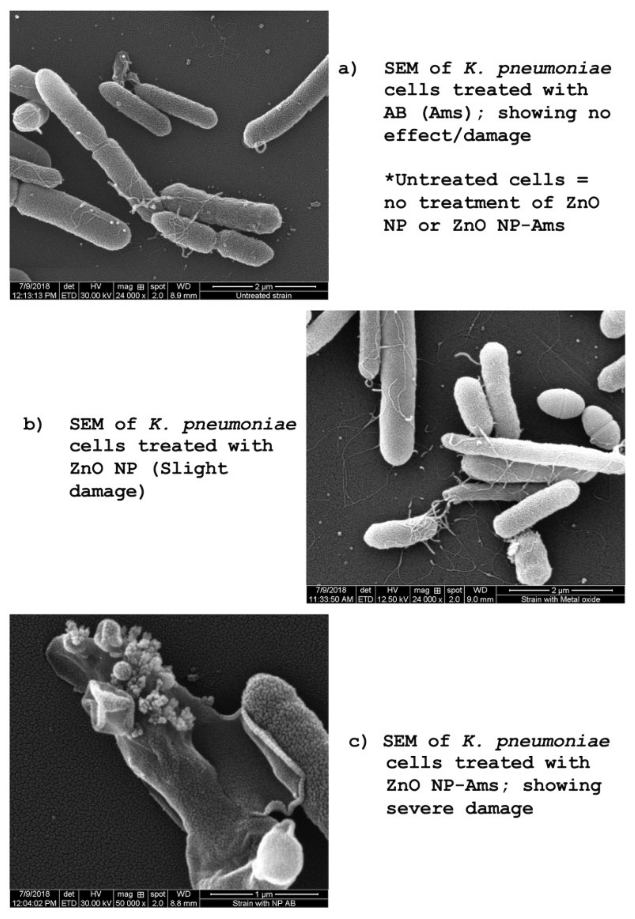 Biomolecules 09 00764 g004 Biomolecules 09 00764 g004