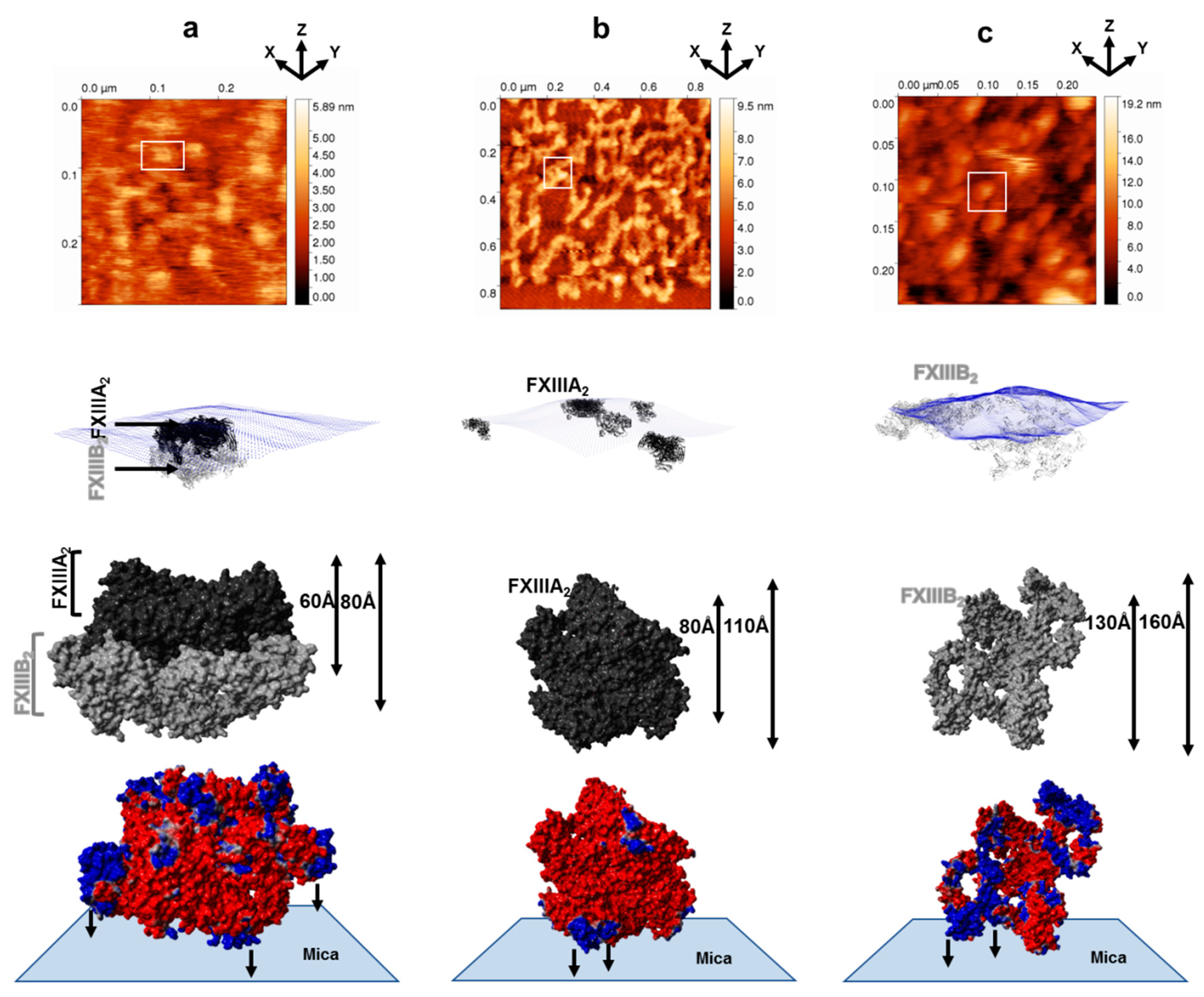 Biomolecules 09 00765 g001 Biomolecules 09 00765 g001