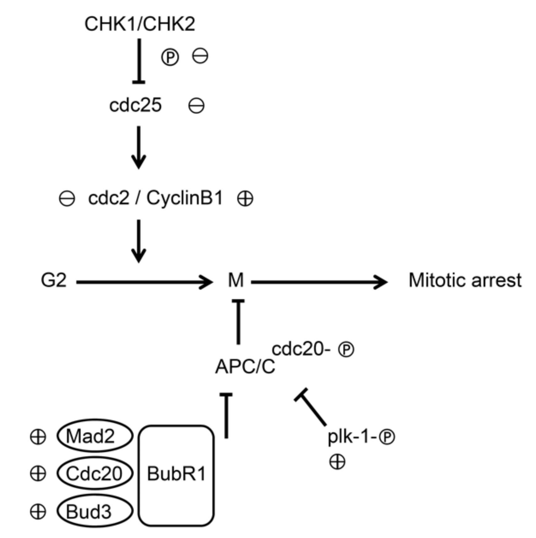 Biomolecules 09 00774 g009 Biomolecules 09 00774 g009