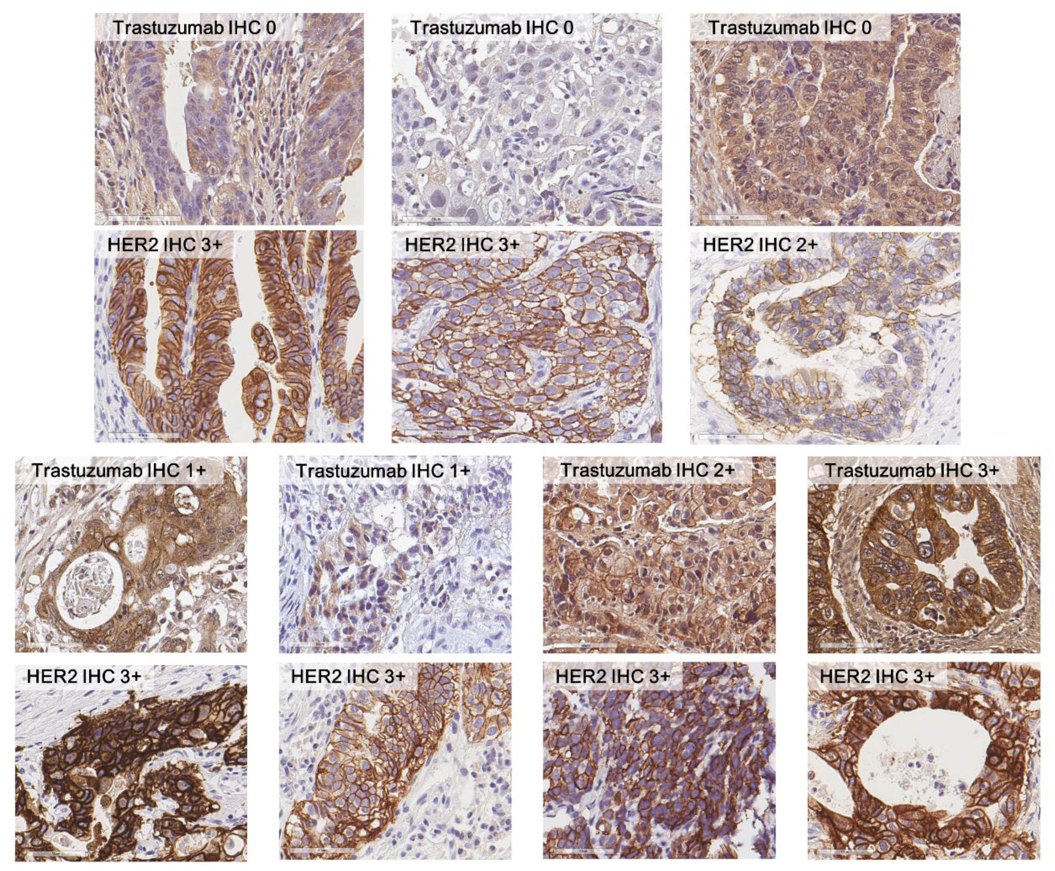 Biomolecules 09 00782 g001 Biomolecules 09 00782 g001