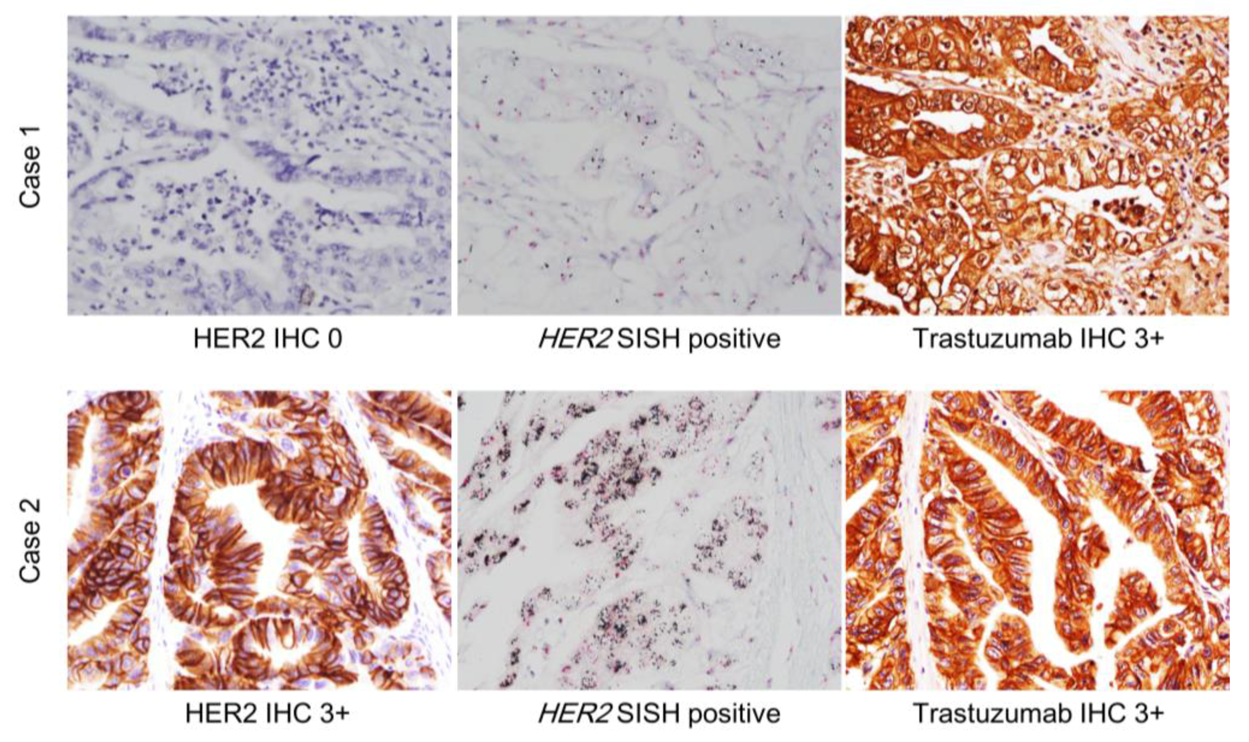 Biomolecules 09 00782 g003 Biomolecules 09 00782 g003