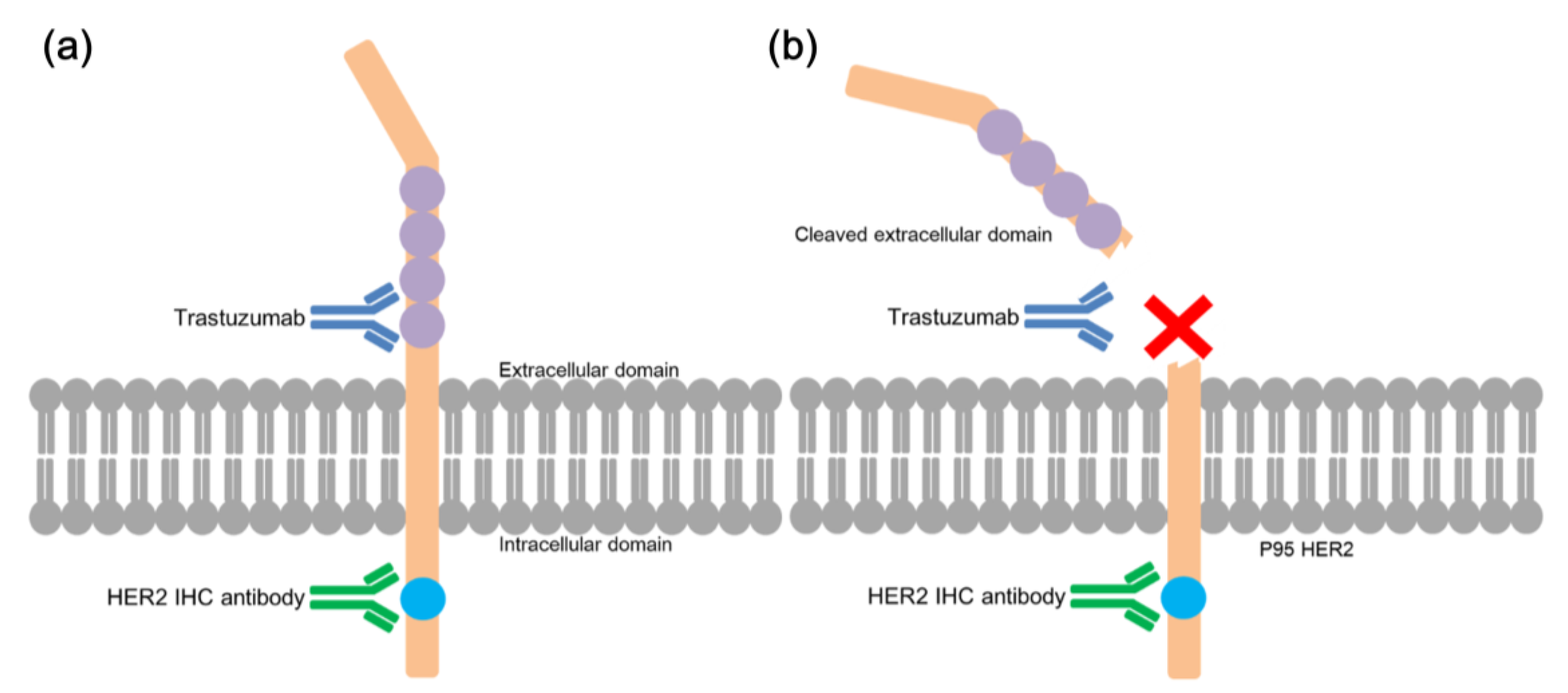 Biomolecules 09 00782 g005 Biomolecules 09 00782 g005