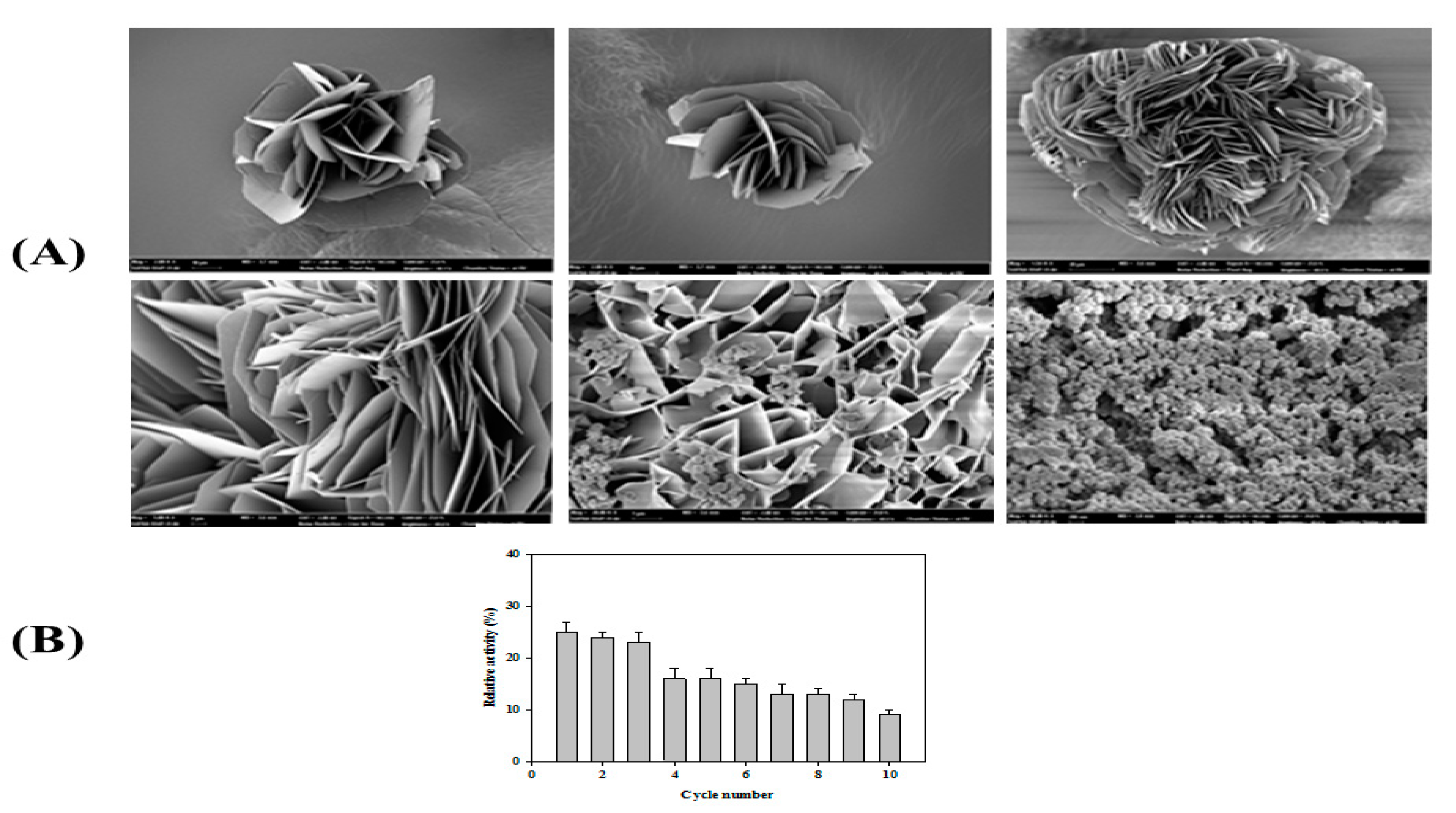 Biomolecules 09 00786 g009