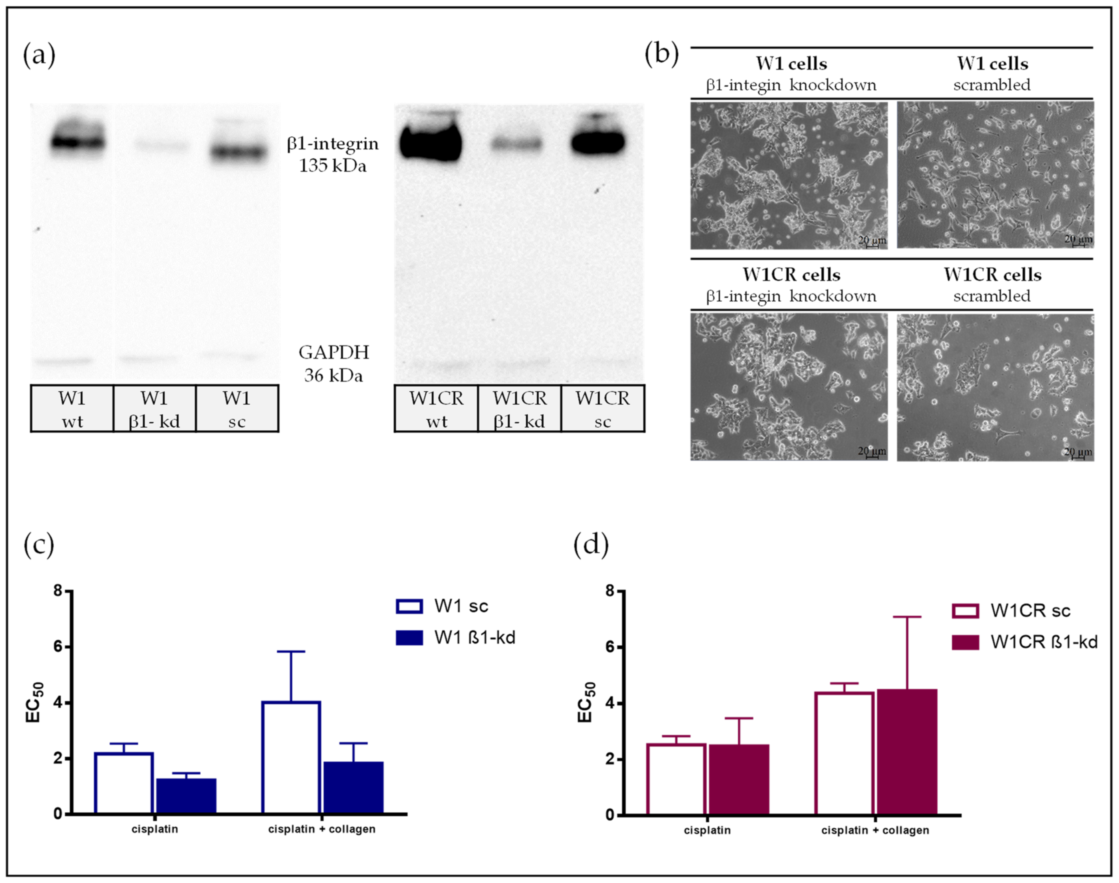 Biomolecules 09 00788 g004