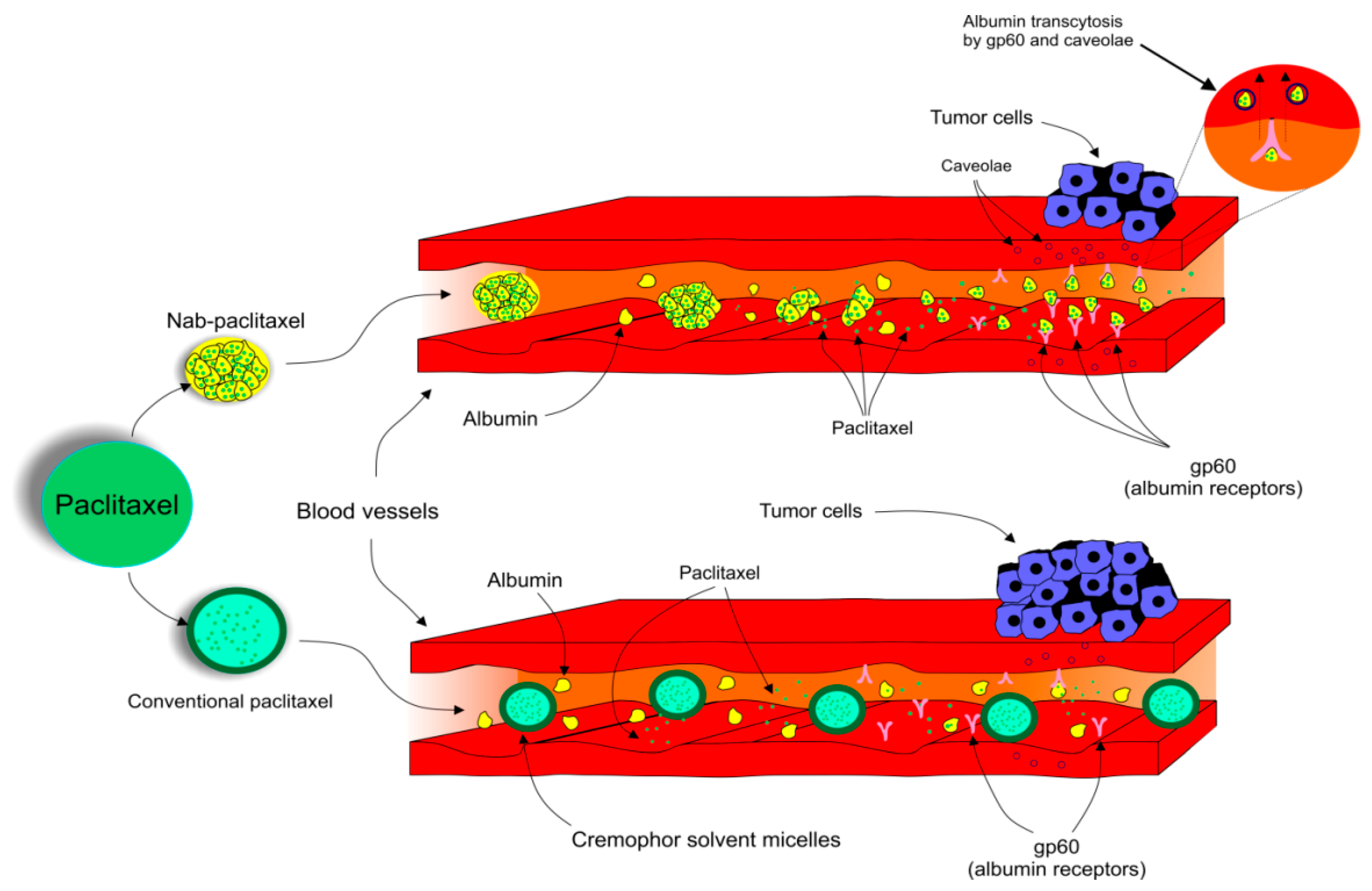 Biomolecules 09 00789 g002
