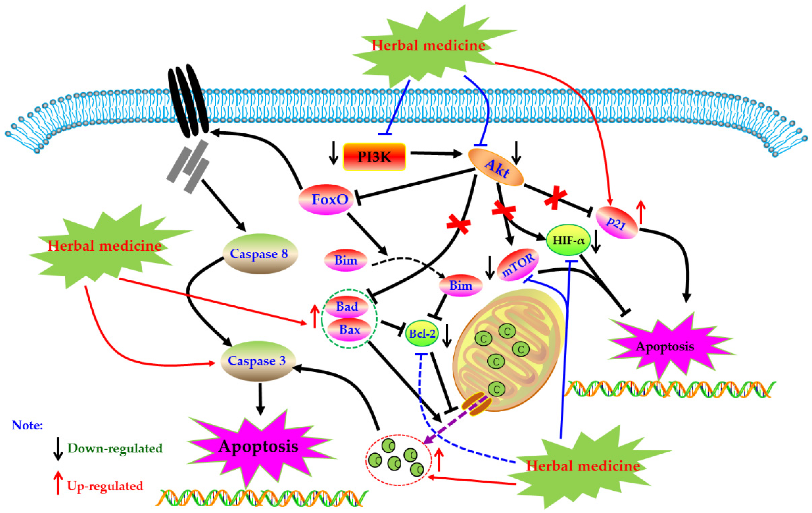 Biomolecules 09 00795 g006