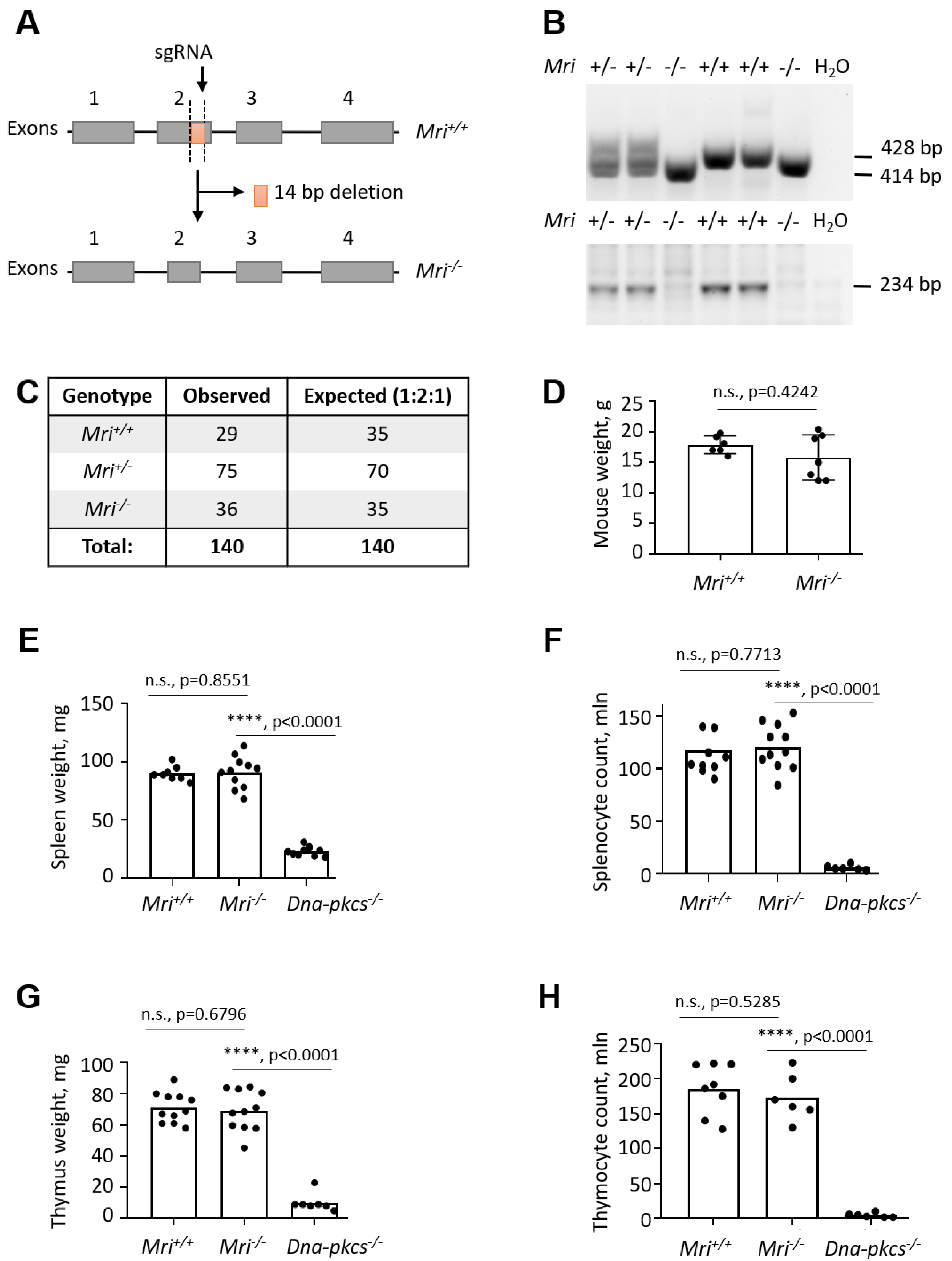 Biomolecules Free Full Text Generation Of A Mouse Model Lacking The Non Homologous End Joining Factor Mri Cyren