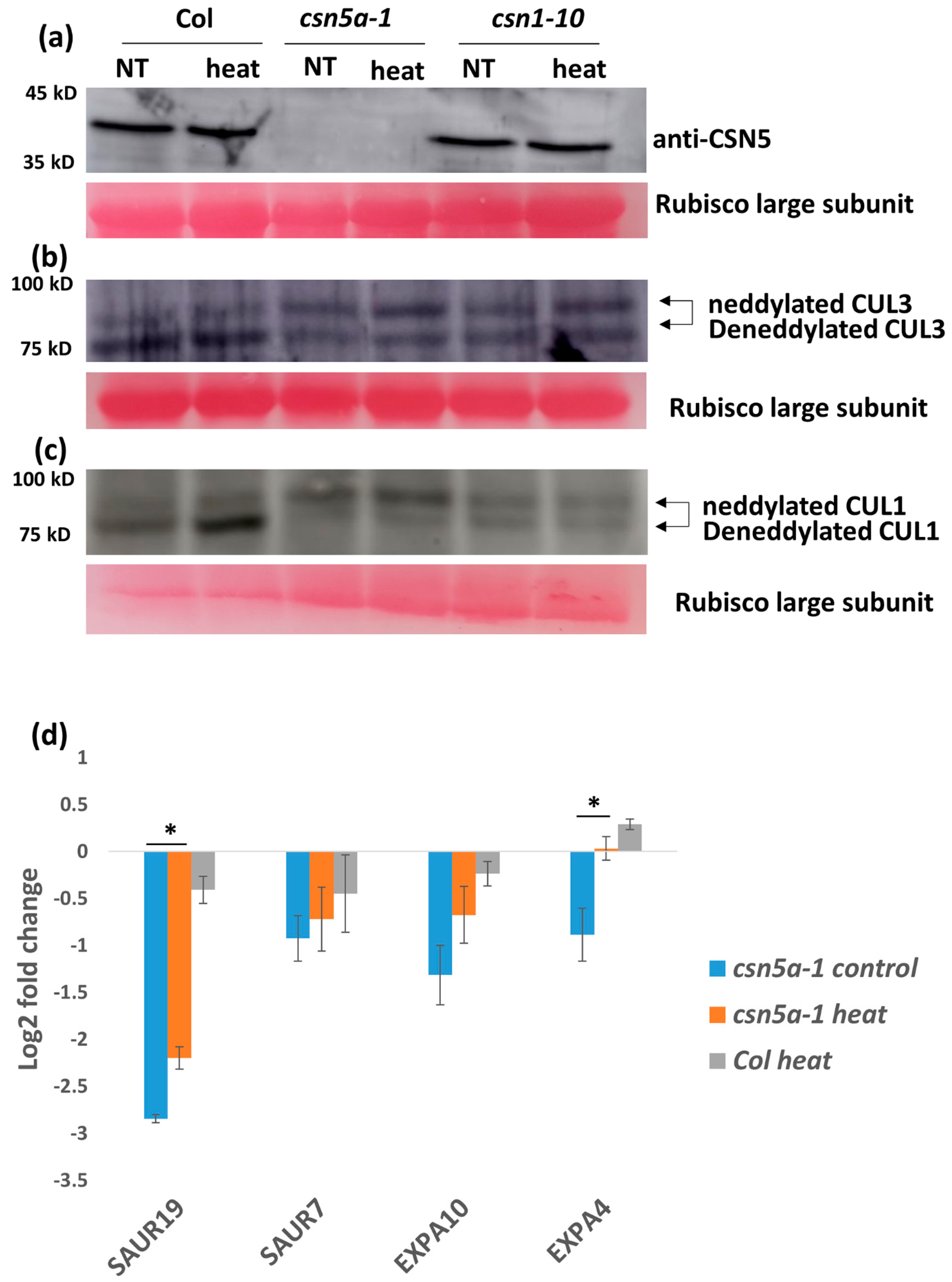 Biomolecules 09 00805 g005 Biomolecules 09 00805 g005