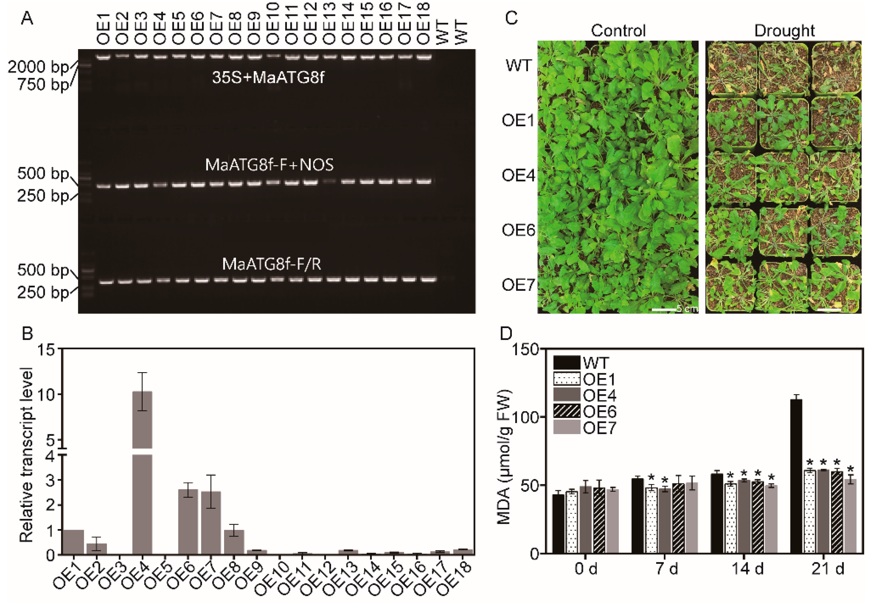 Biomolecules 09 00814 g002