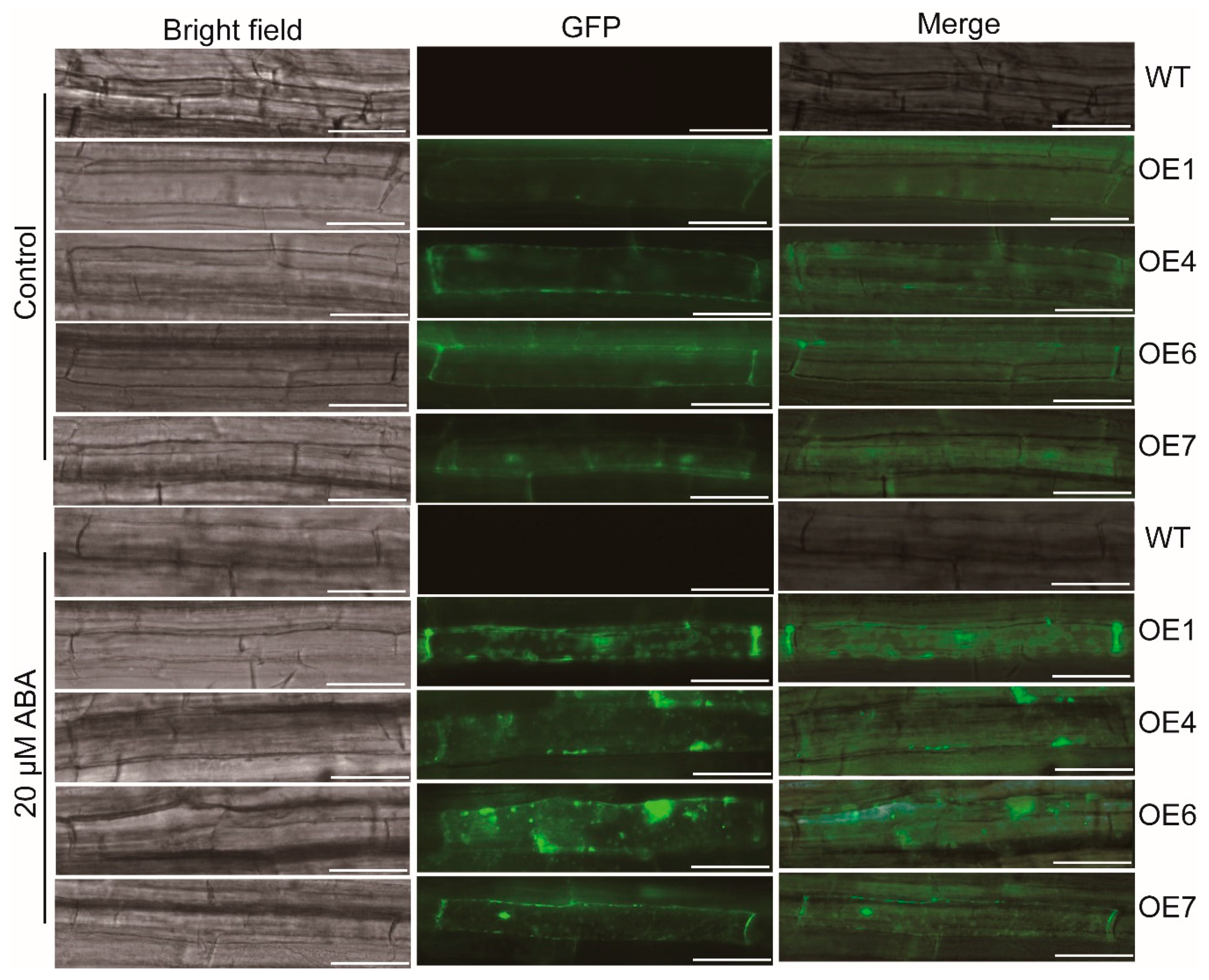 Biomolecules 09 00814 g007