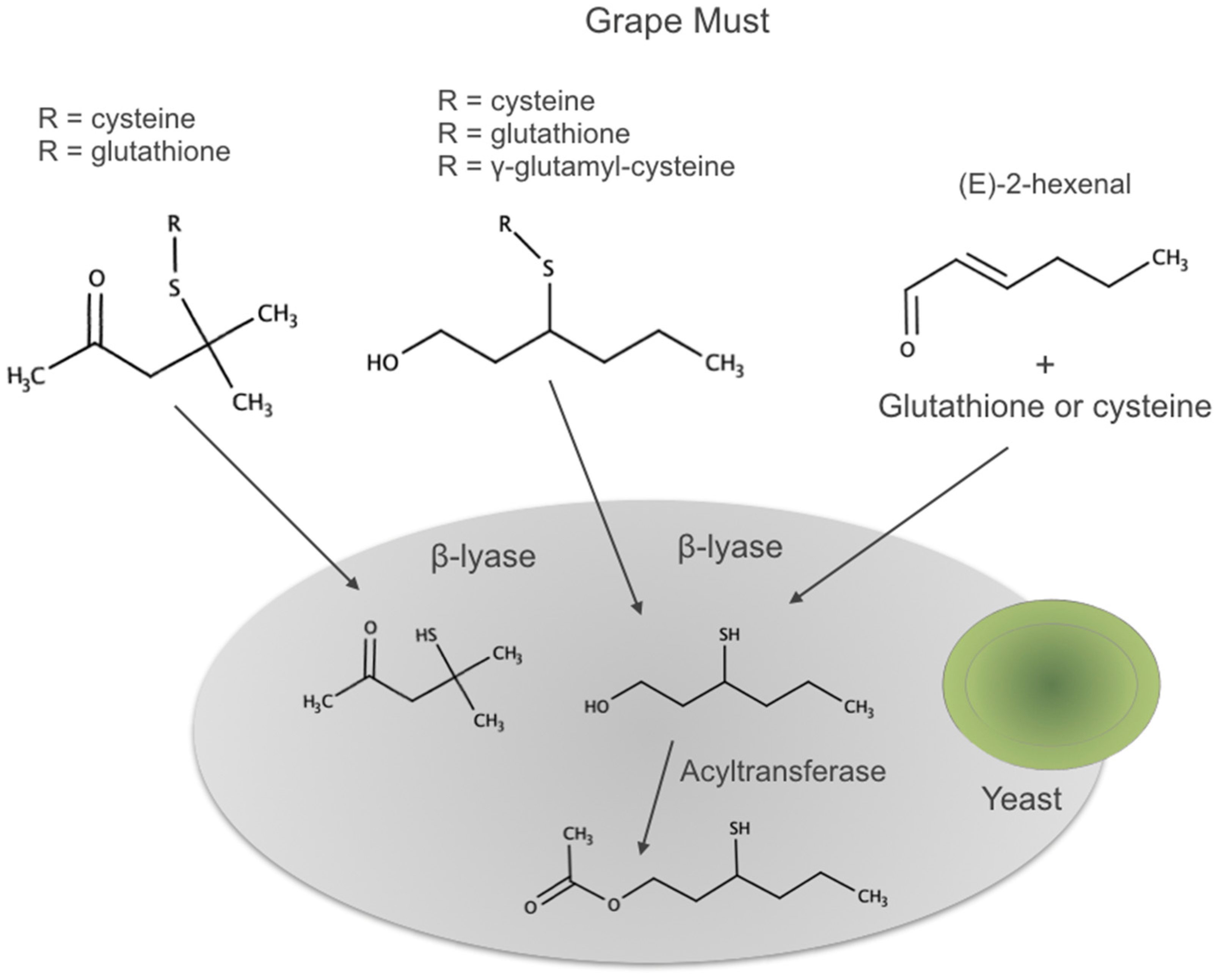 Biomolecules 09 00818 g007