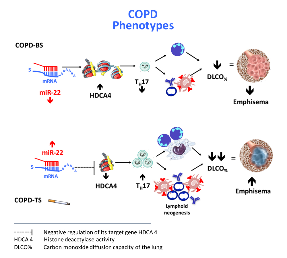 Biomolecules Free Full Text Participation Of The Mir 22 Hdac4 Dlco Axis In Patients With Copd By Tobacco And Biomass Html