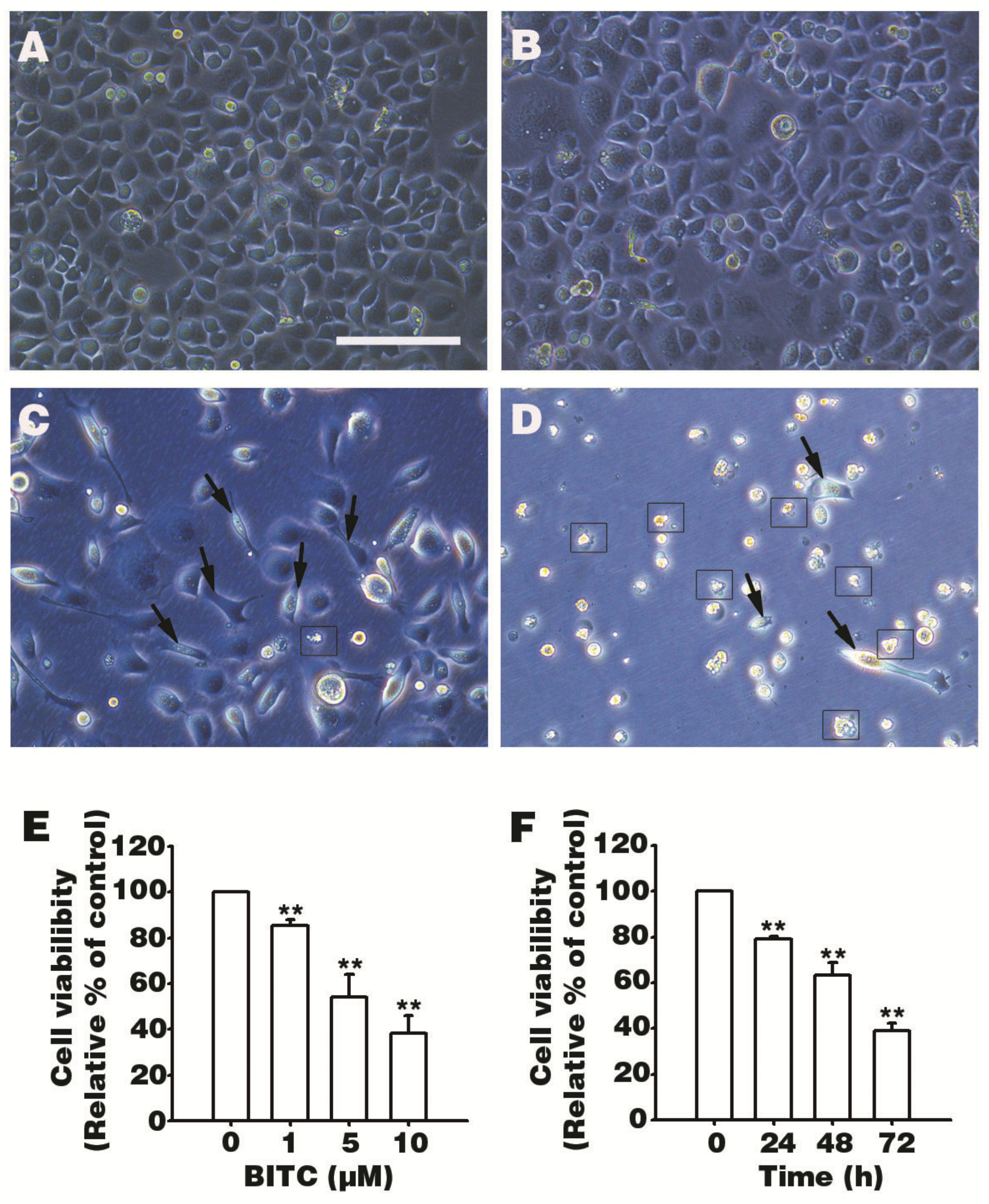 Biomolecules 09 00839 g001