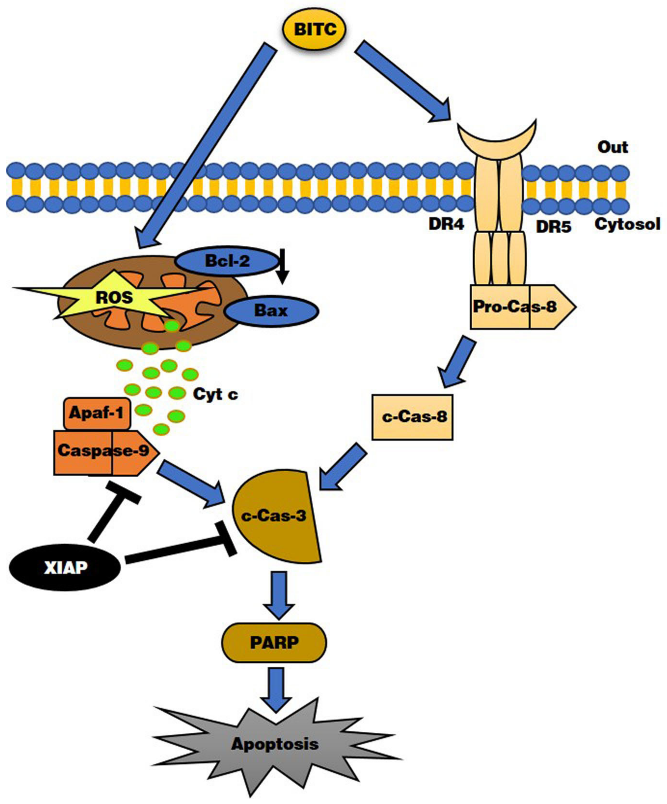 Biomolecules 09 00839 g006
