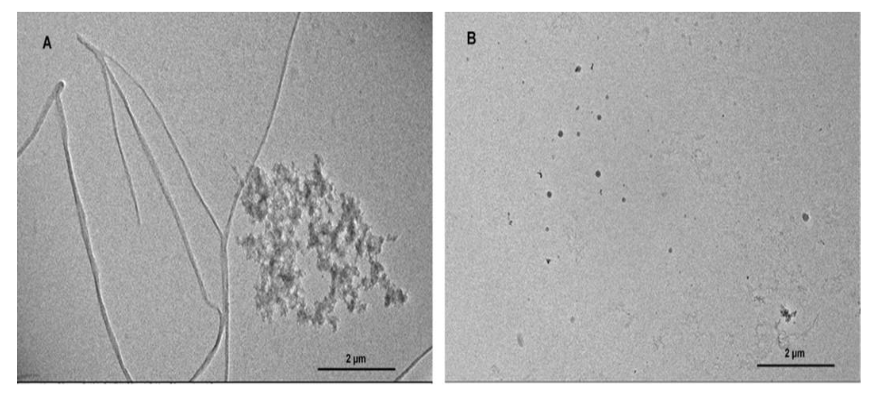 Biomolecules 09 00845 g001 Biomolecules 09 00845 g001