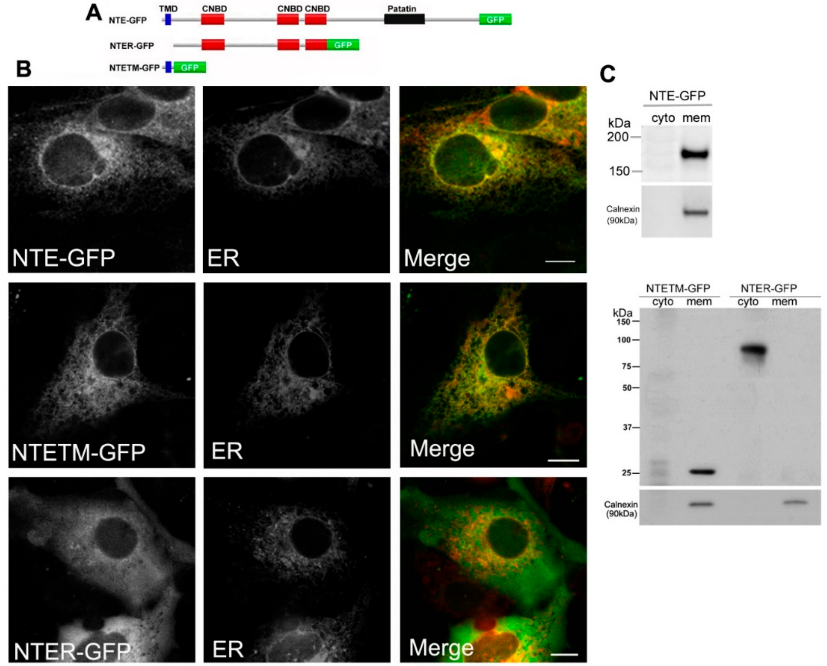 Biomolecules 09 00848 g001 Biomolecules 09 00848 g001