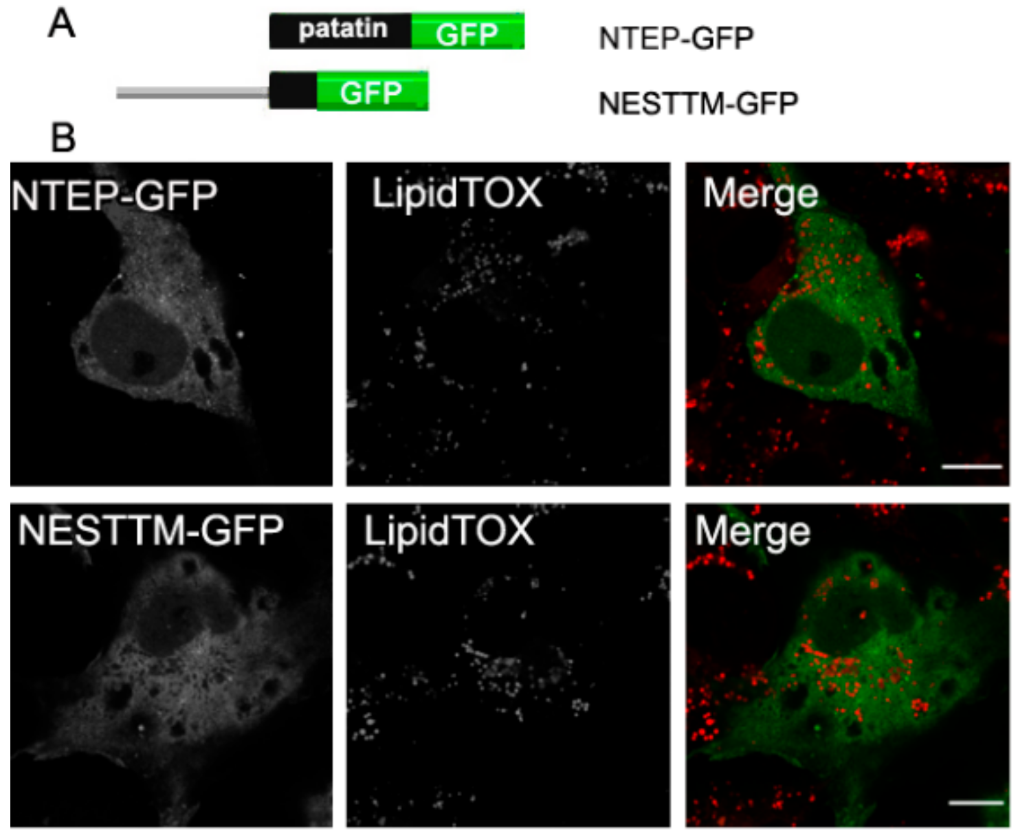 Biomolecules 09 00848 g005 Biomolecules 09 00848 g005