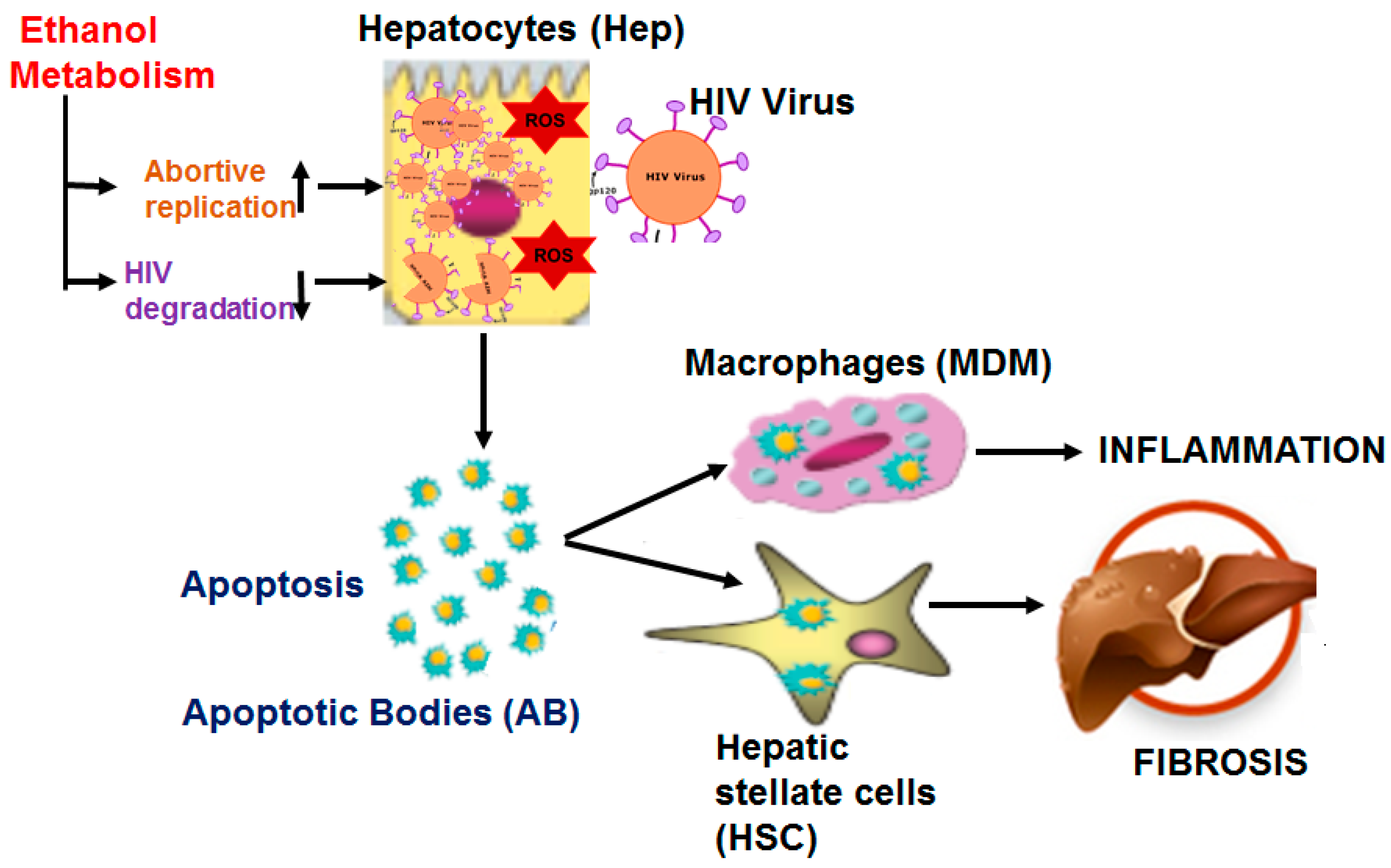 Biomolecules 09 00851 g010 Biomolecules 09 00851 g010