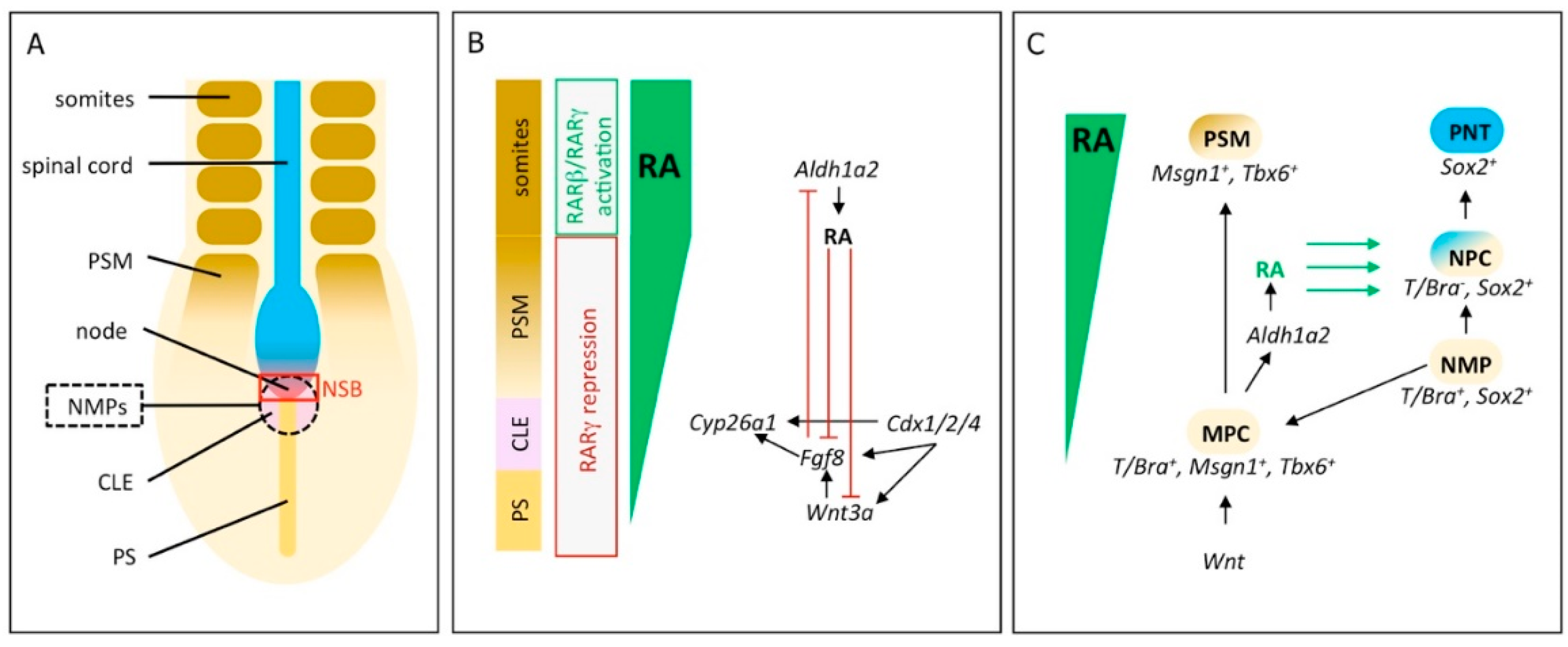 Biomolecules 09 00860 g001 Biomolecules 09 00860 g001
