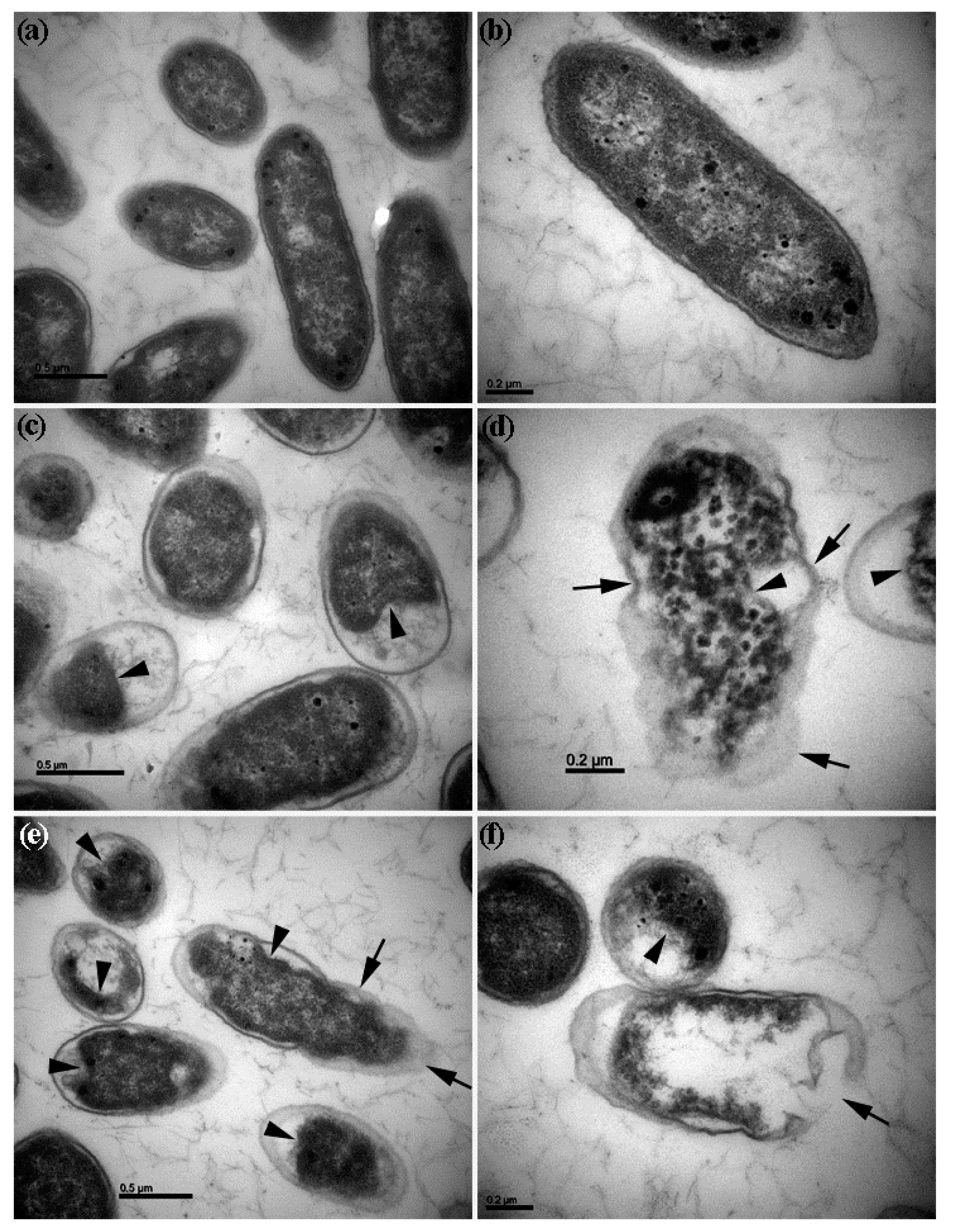 Biomolecules 09 00863 g004