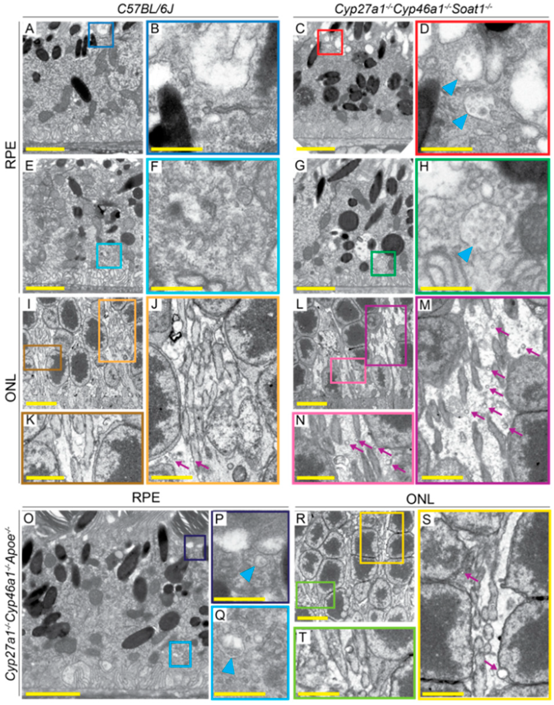 Biomolecules 09 00867 g009 Biomolecules 09 00867 g009