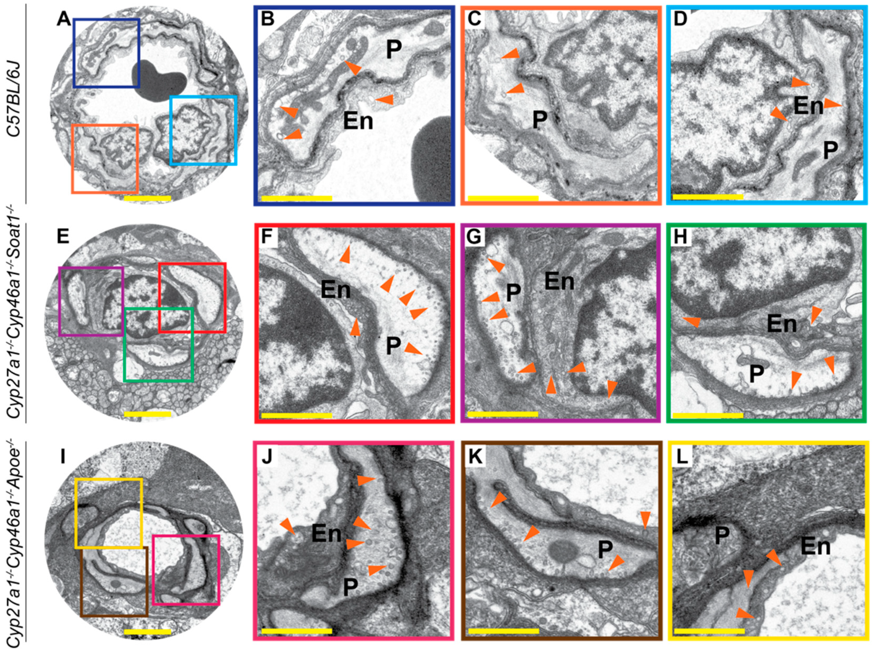 Biomolecules 09 00867 g010 Biomolecules 09 00867 g010