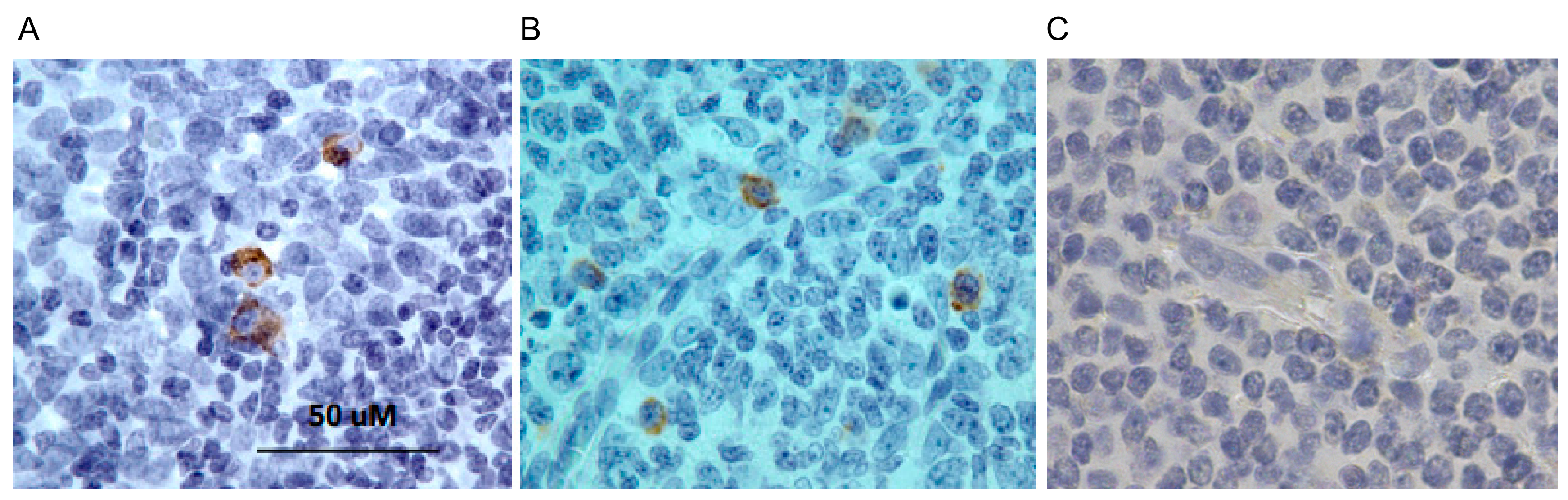 Biomolecules 09 00868 g007