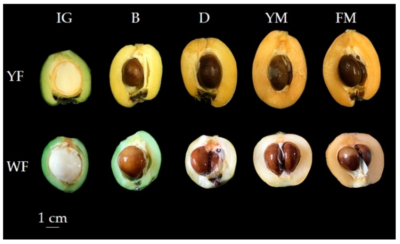 Biomolecules 09 00874 g001 Biomolecules 09 00874 g001