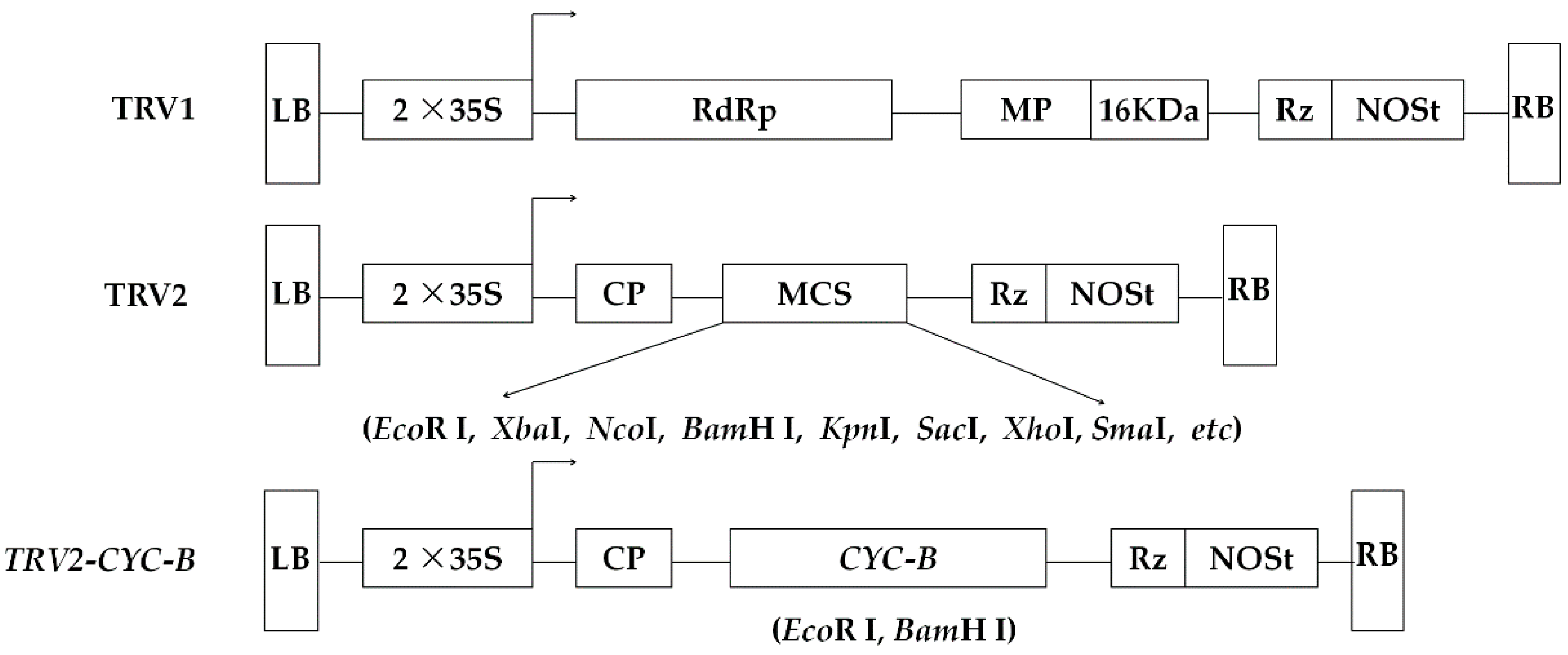 Biomolecules 09 00874 g002 Biomolecules 09 00874 g002