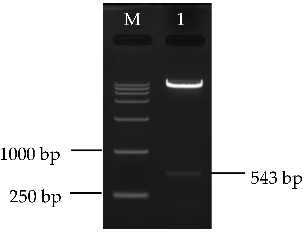 Biomolecules 09 00874 g005 Biomolecules 09 00874 g005