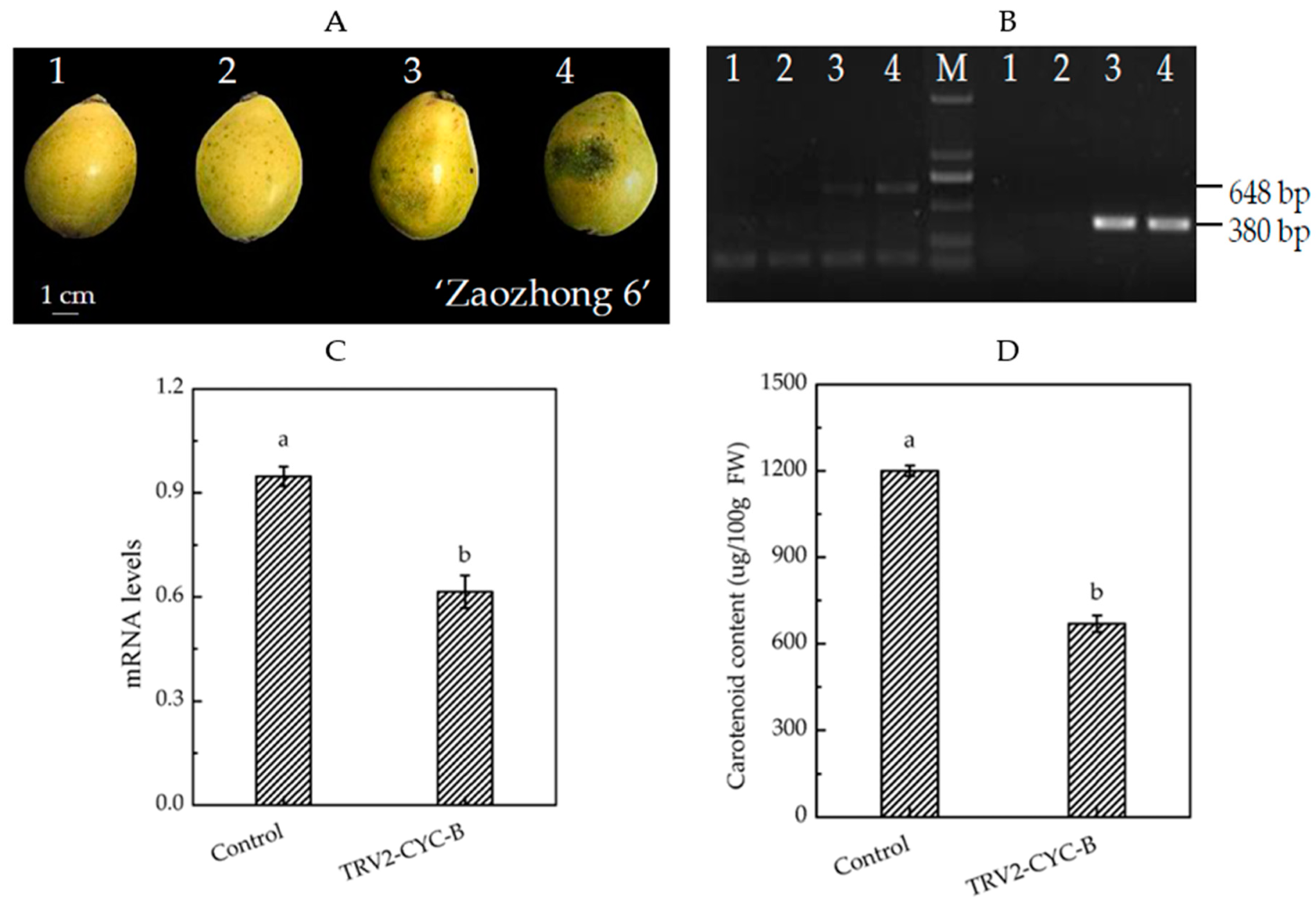 Biomolecules 09 00874 g006 Biomolecules 09 00874 g006