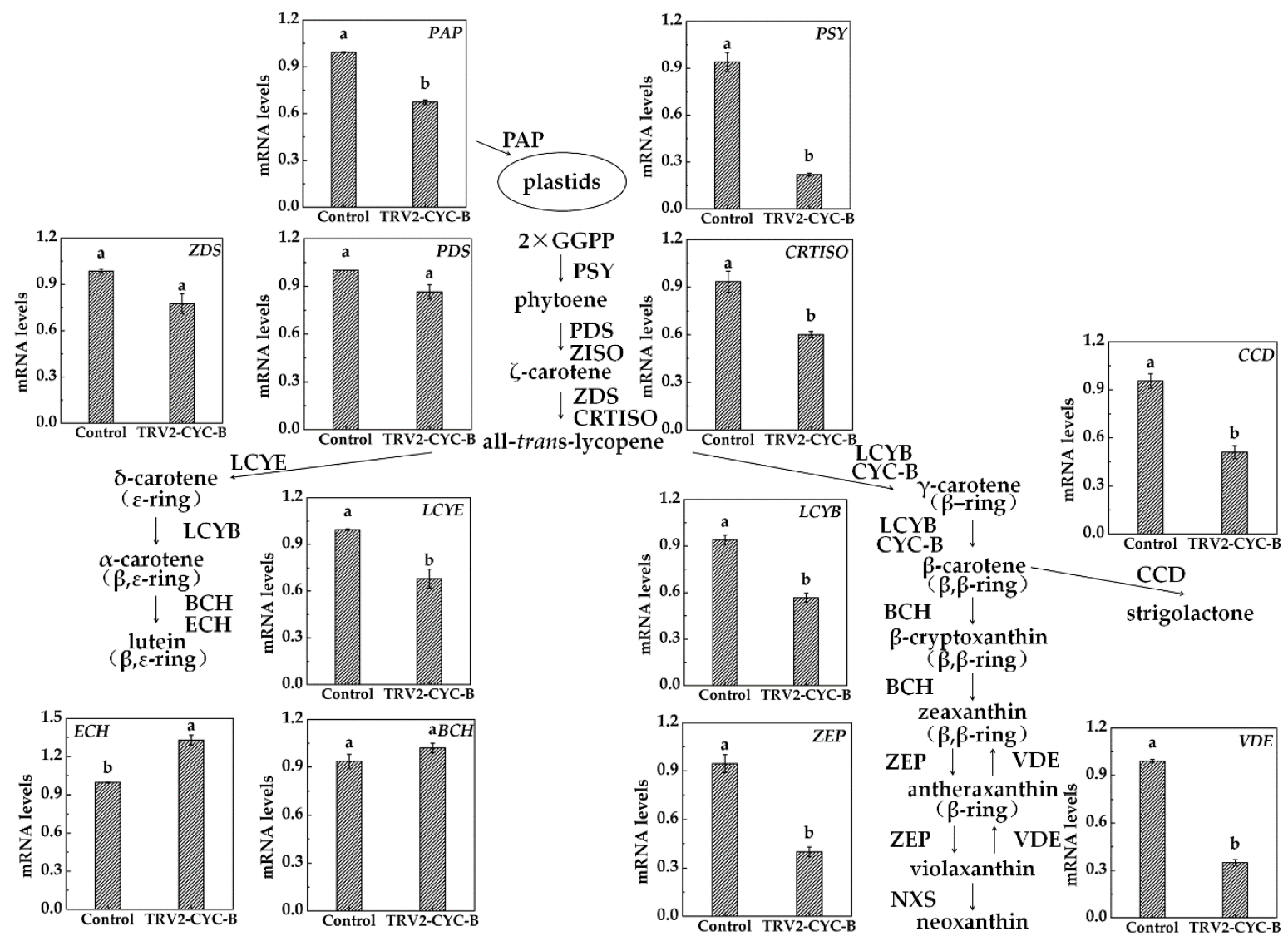Biomolecules 09 00874 g007 Biomolecules 09 00874 g007