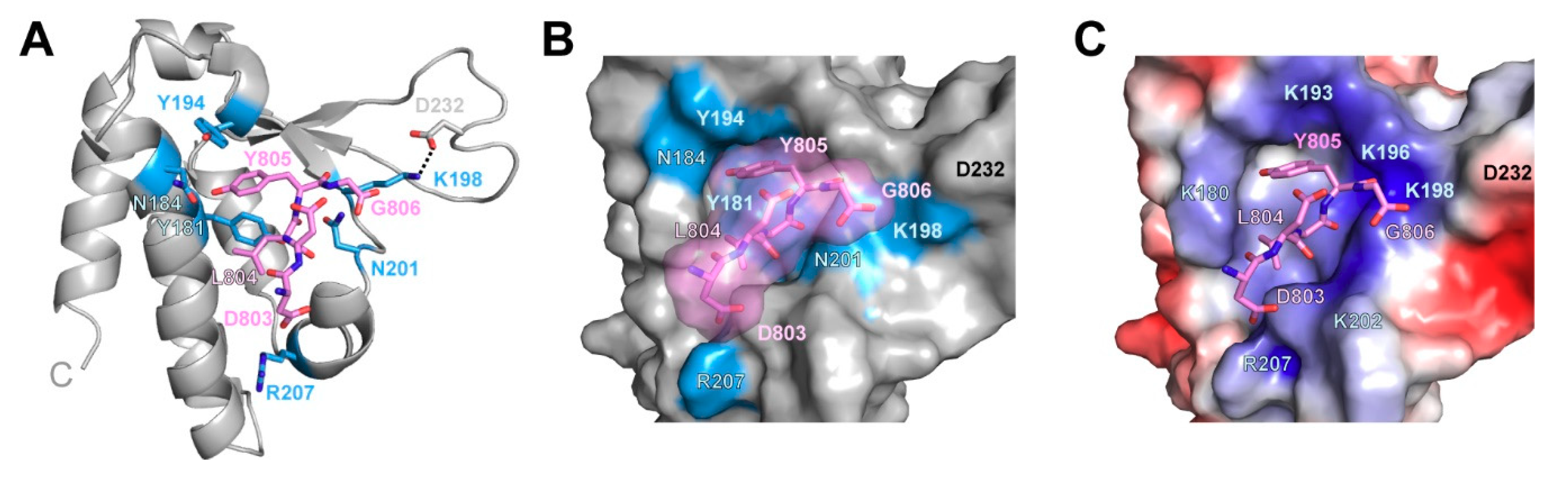 Biomolecules 09 00876 g004