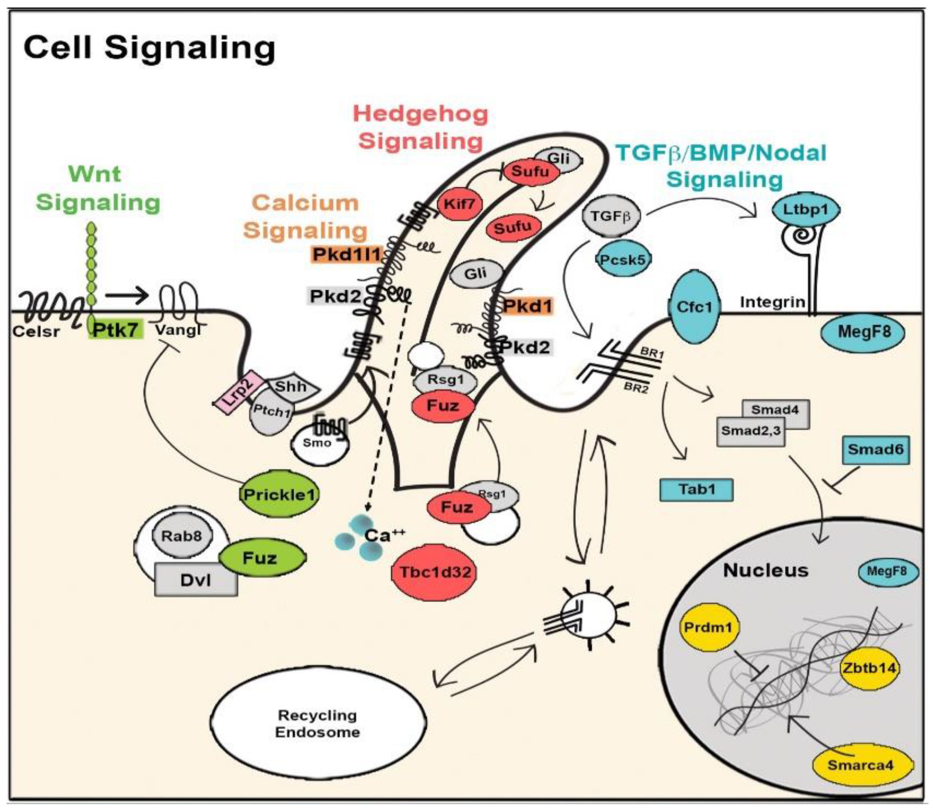 Biomolecules 09 00879 g002 Biomolecules 09 00879 g002