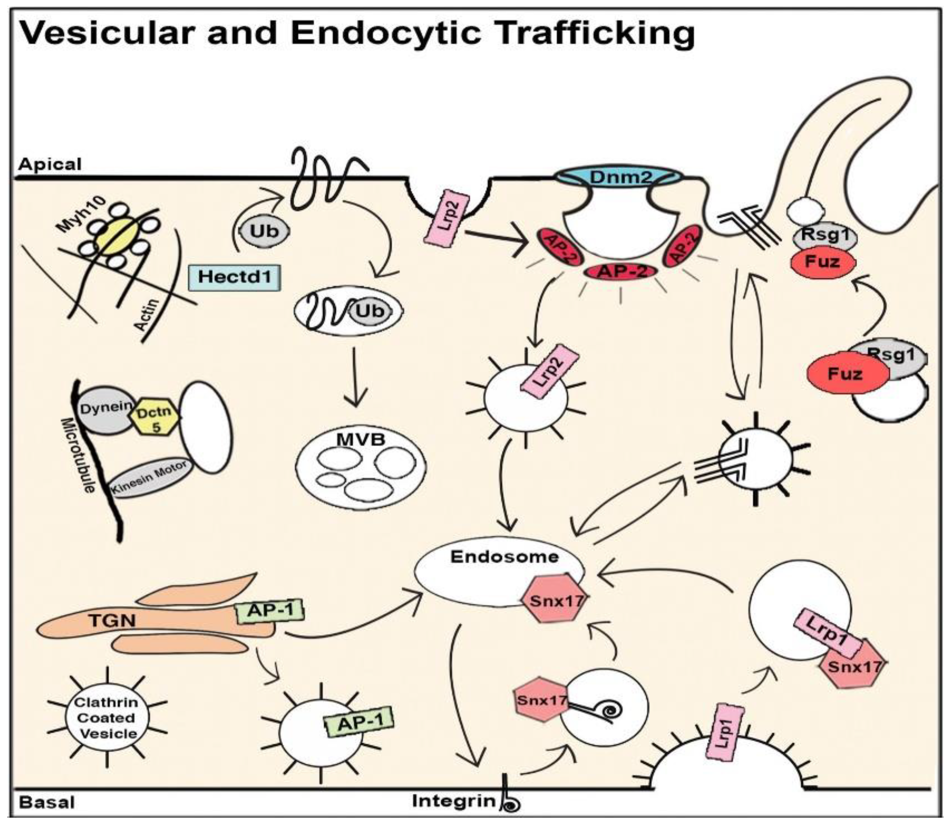 Biomolecules 09 00879 g003 Biomolecules 09 00879 g003