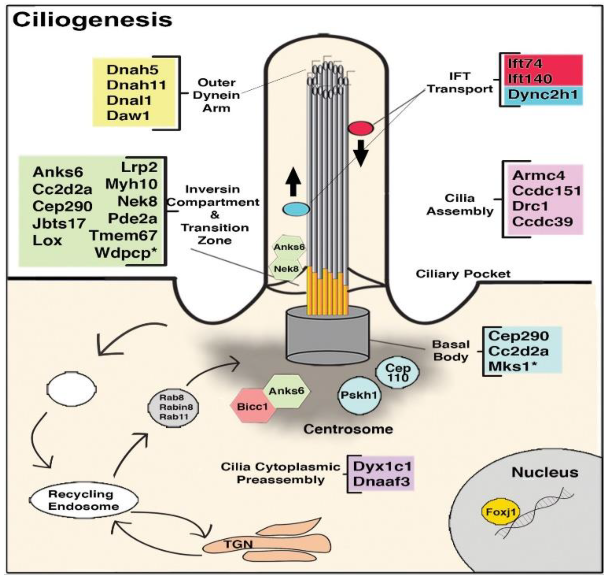 Biomolecules 09 00879 g004 Biomolecules 09 00879 g004
