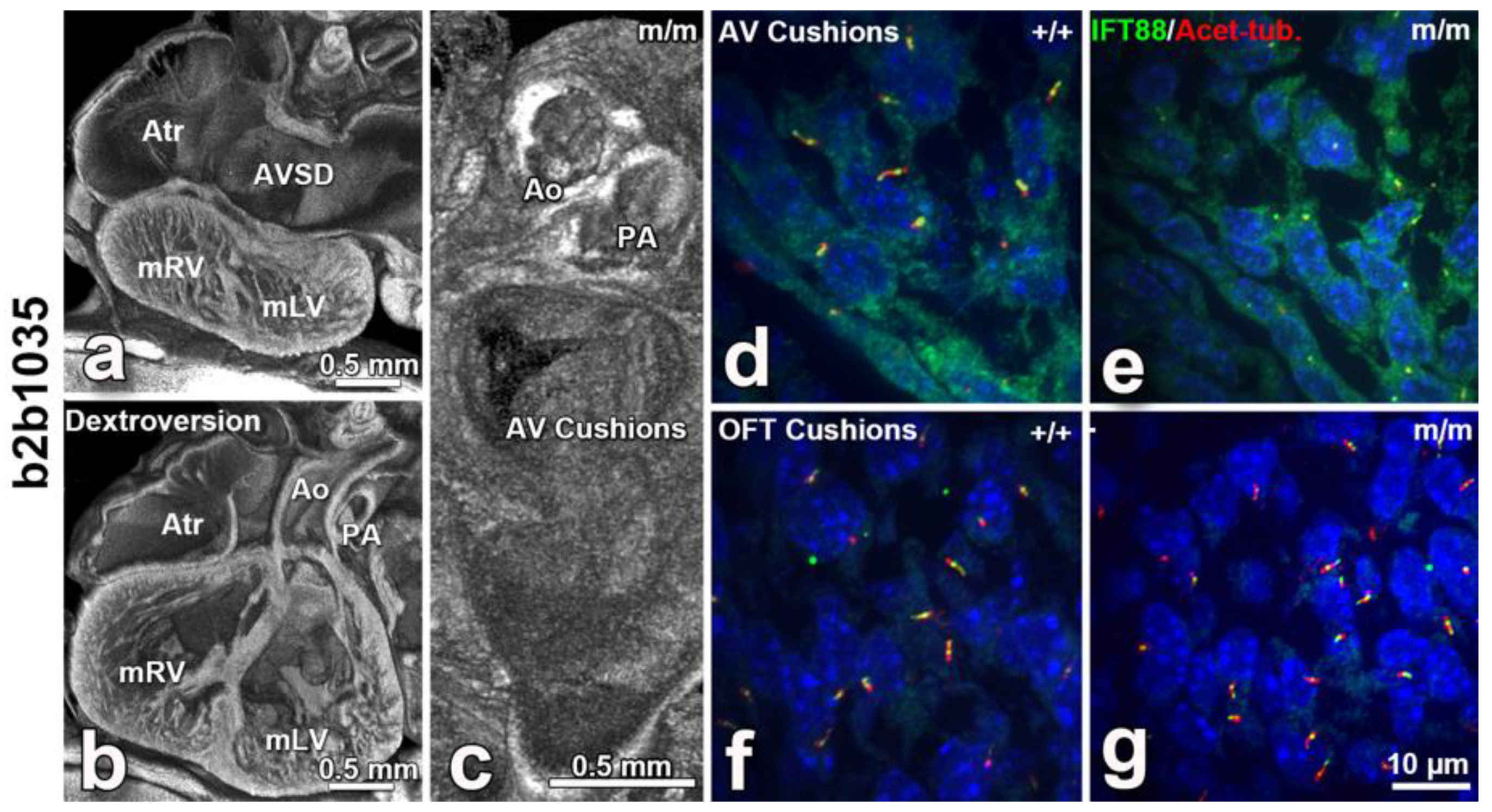 Biomolecules 09 00879 g005 Biomolecules 09 00879 g005