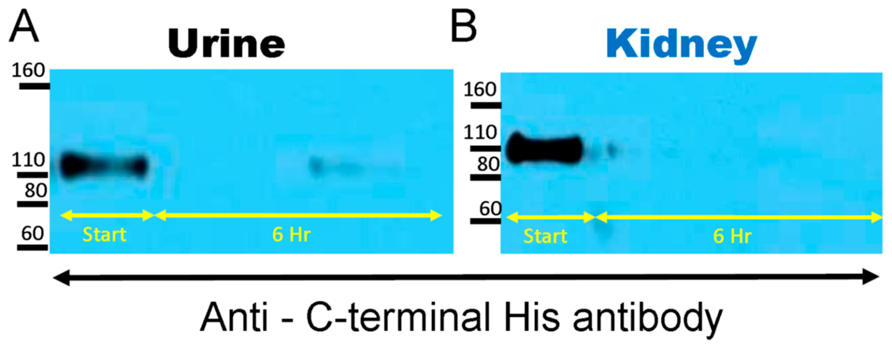 Biomolecules 09 00886 g003
