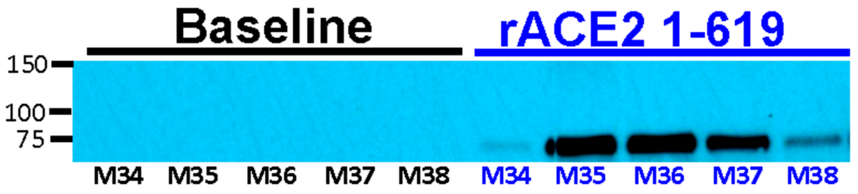 Biomolecules 09 00886 g008