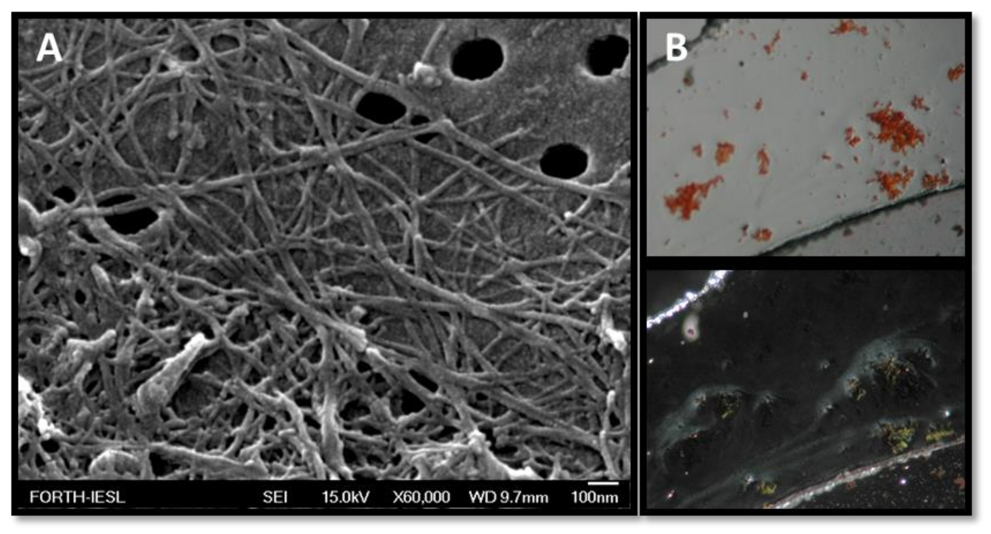 Biomolecules 10 00007 g004