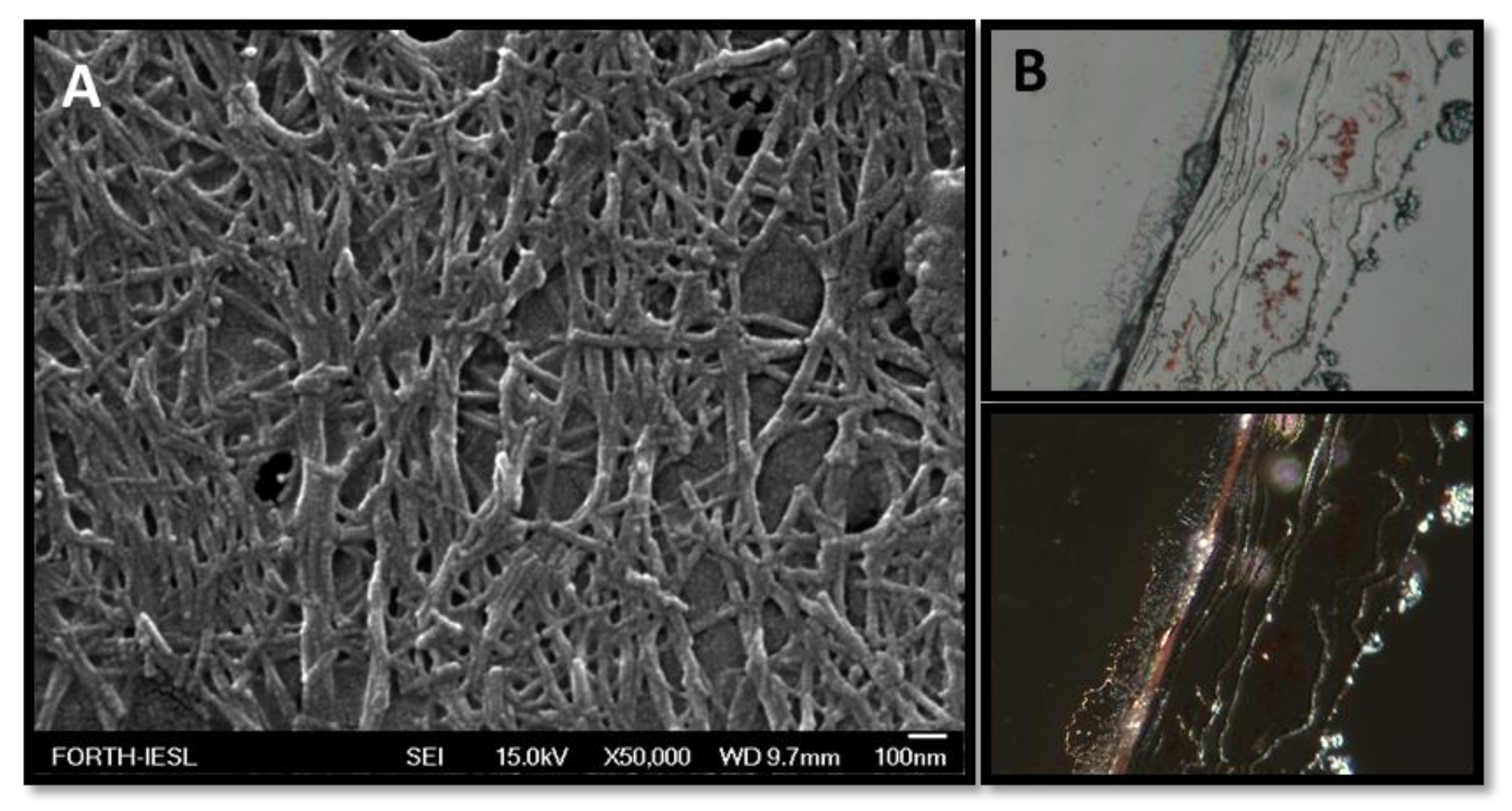 Biomolecules 10 00007 g005