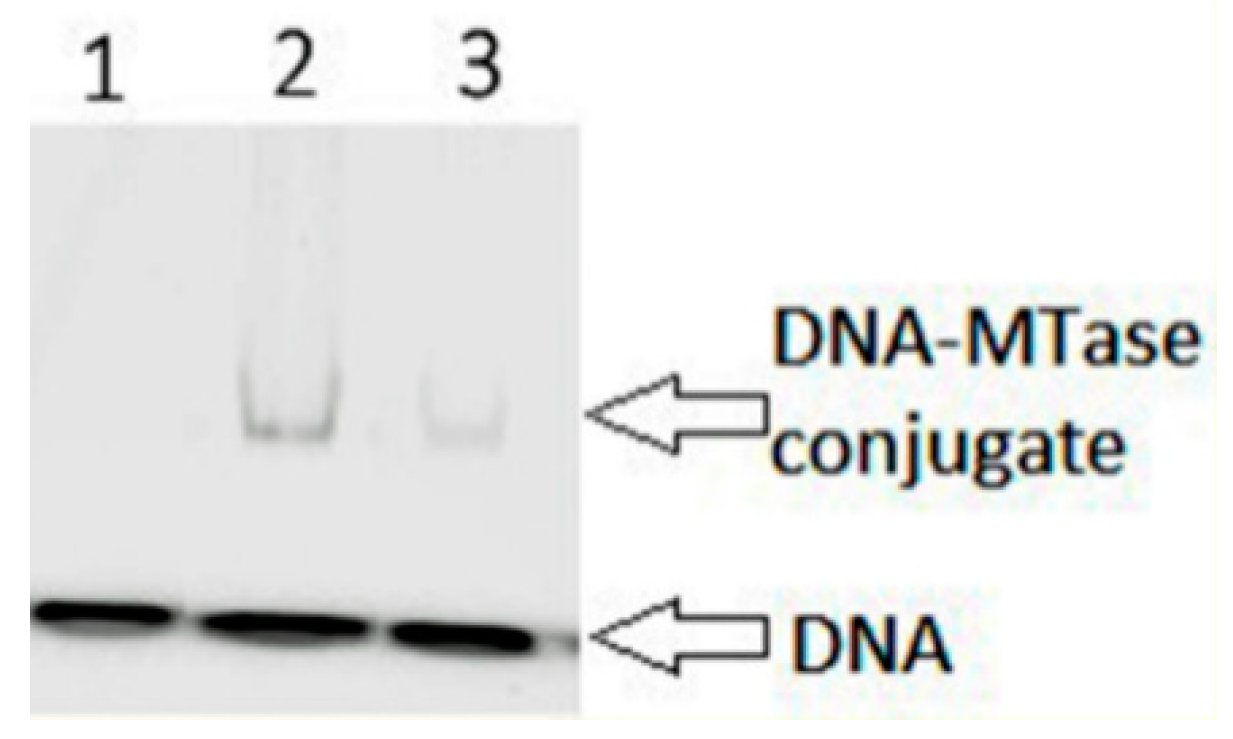 Biomolecules 10 00008 g007