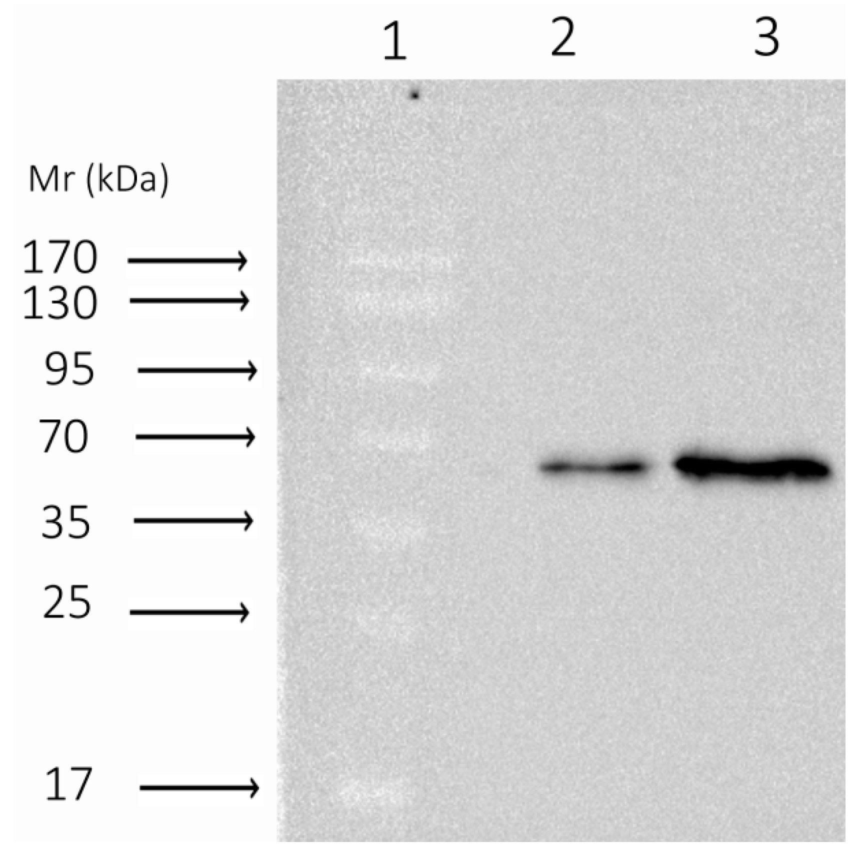 Biomolecules 10 00008 g0a1