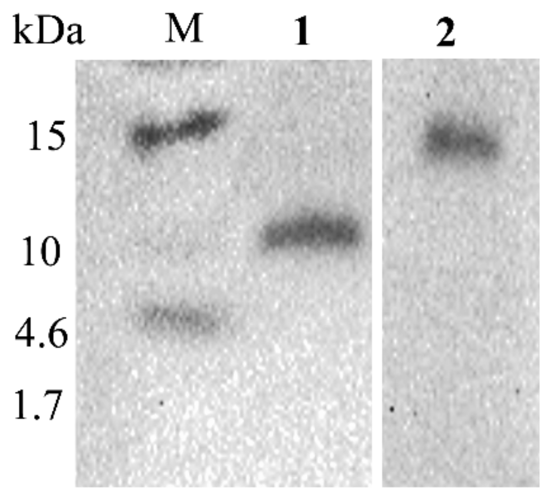 Biomolecules 10 00030 g005 Biomolecules 10 00030 g005