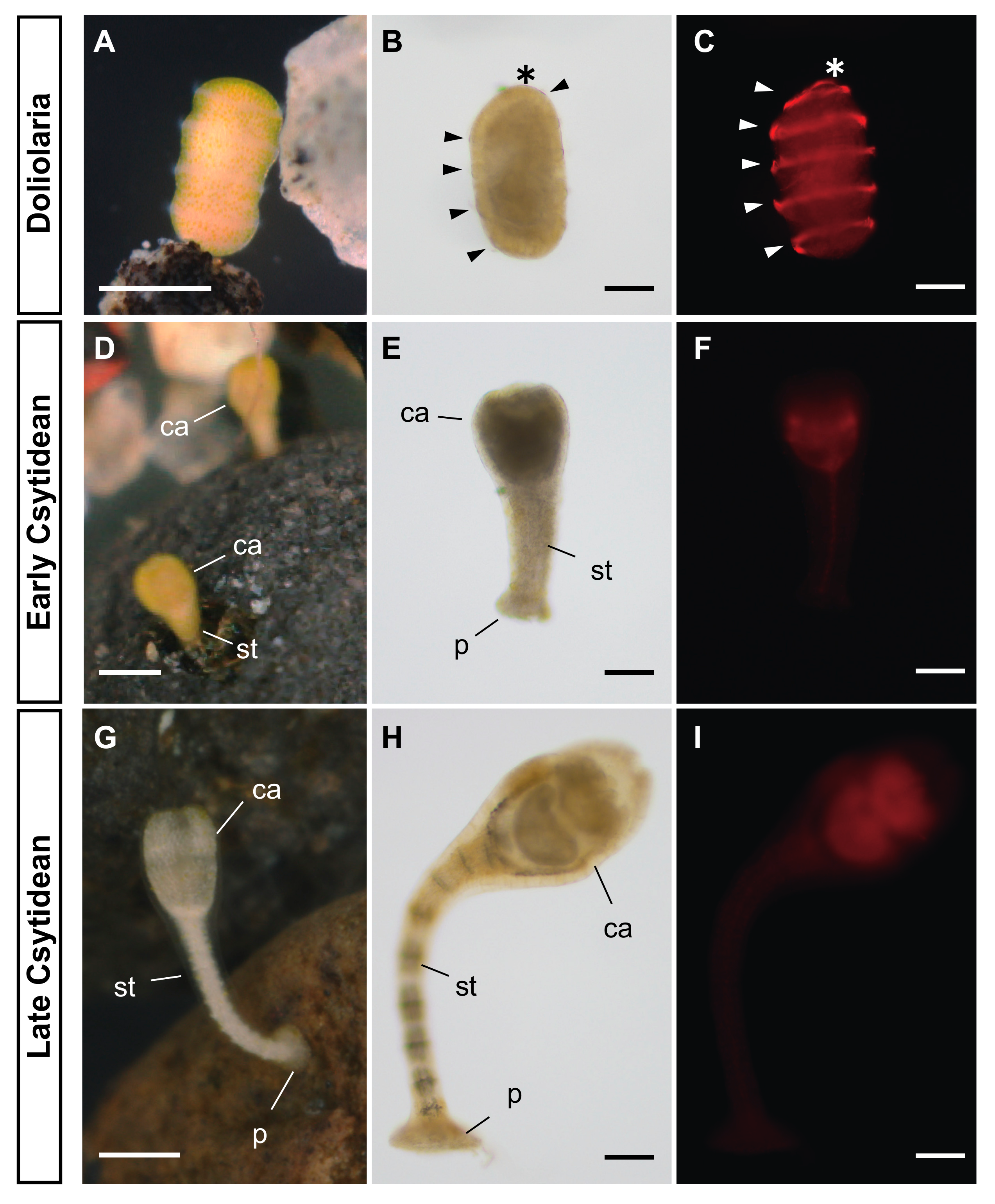 Biomolecules 10 00037 g001 Biomolecules 10 00037 g001