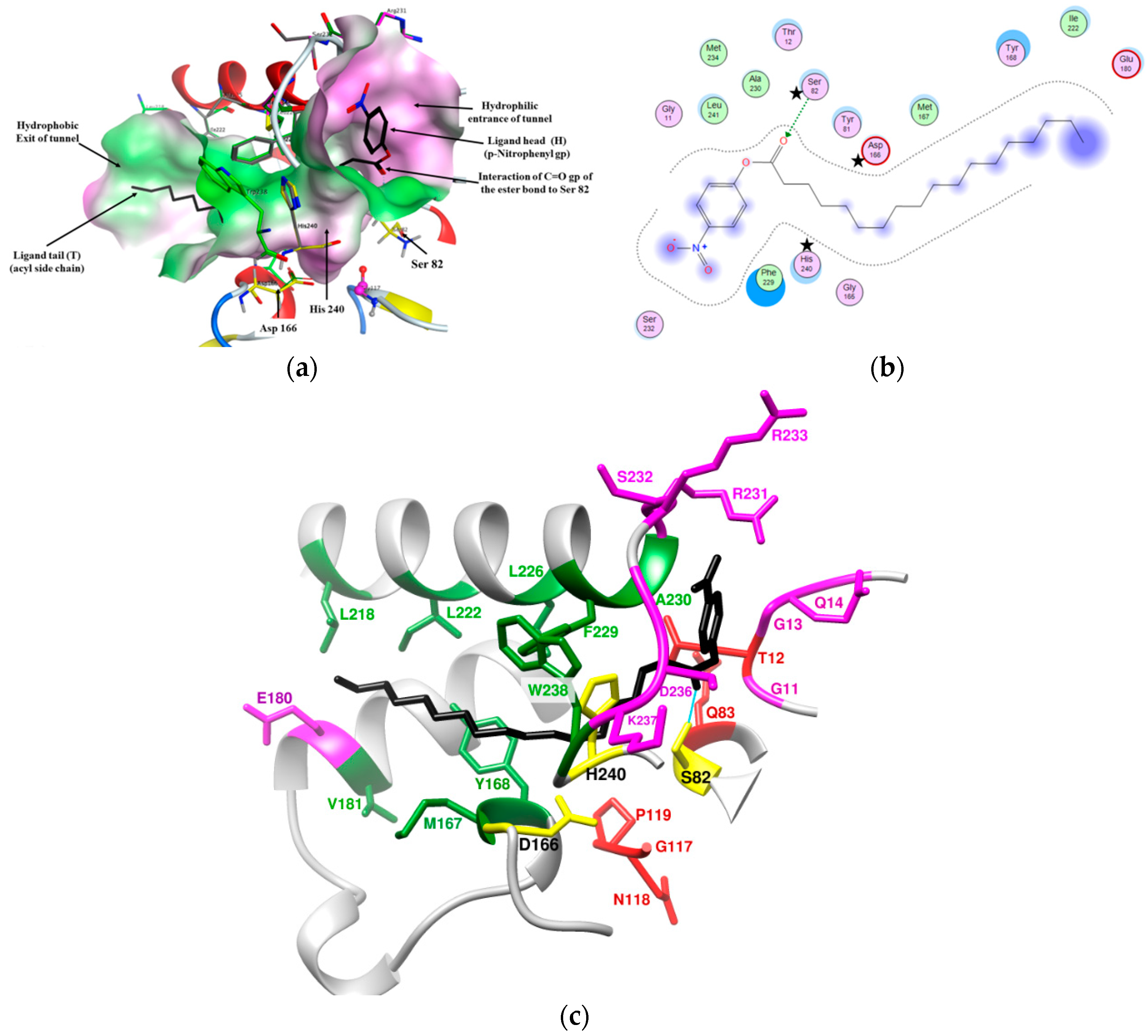 Biomolecules 10 00045 g004 Biomolecules 10 00045 g004