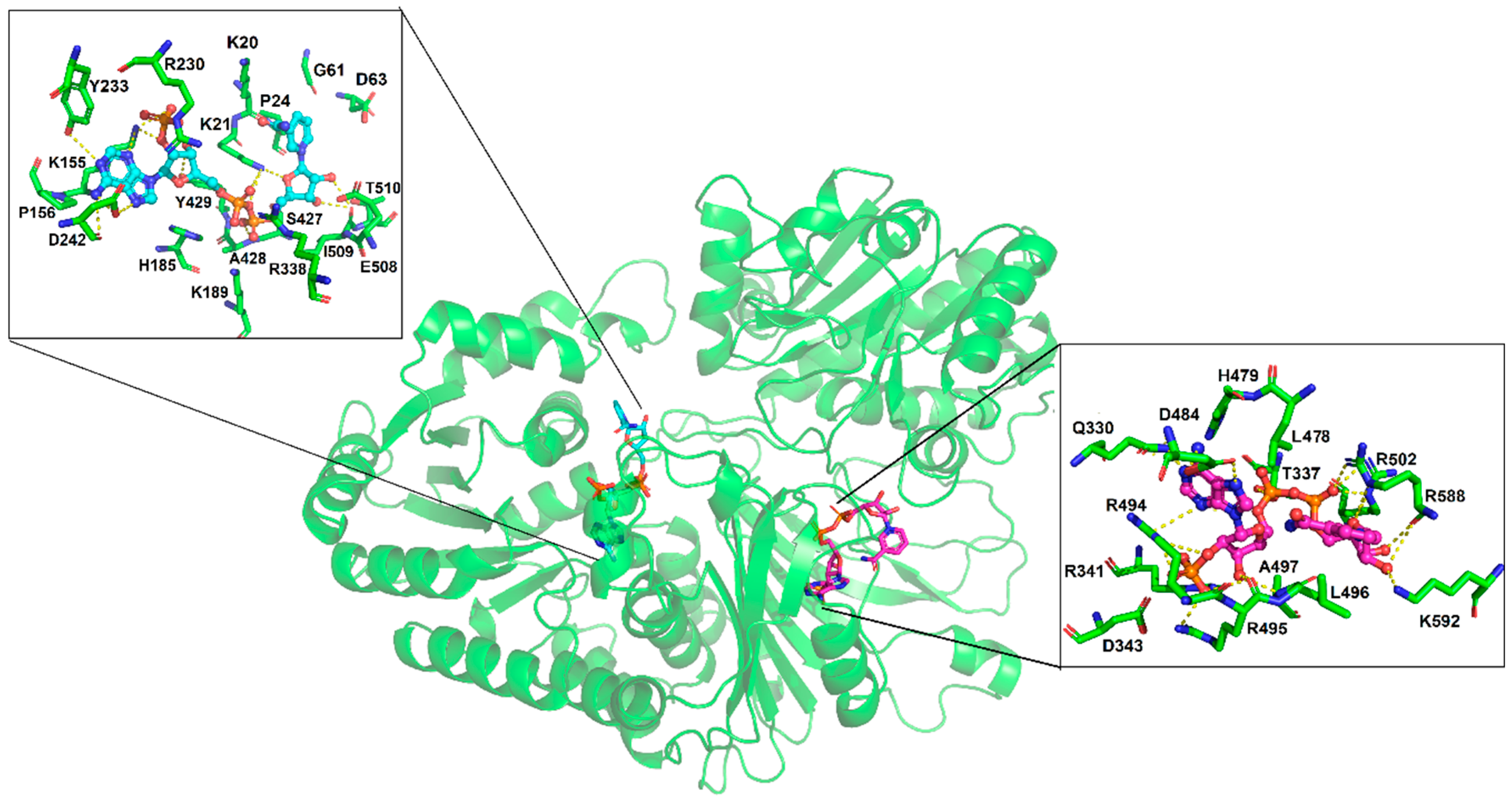 Biomolecules 10 00046 g007 Biomolecules 10 00046 g007
